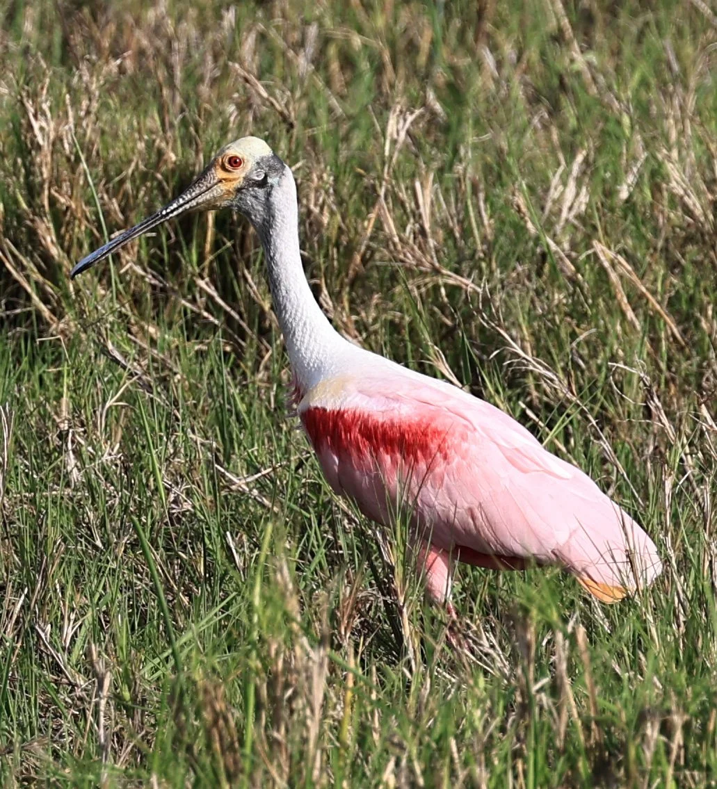 Roseate Spoonbill (Platalea ajaja) Wet Chaco Habitat - Wetlands along Road between Pozo Colorado & Asuncio (24).jpg
