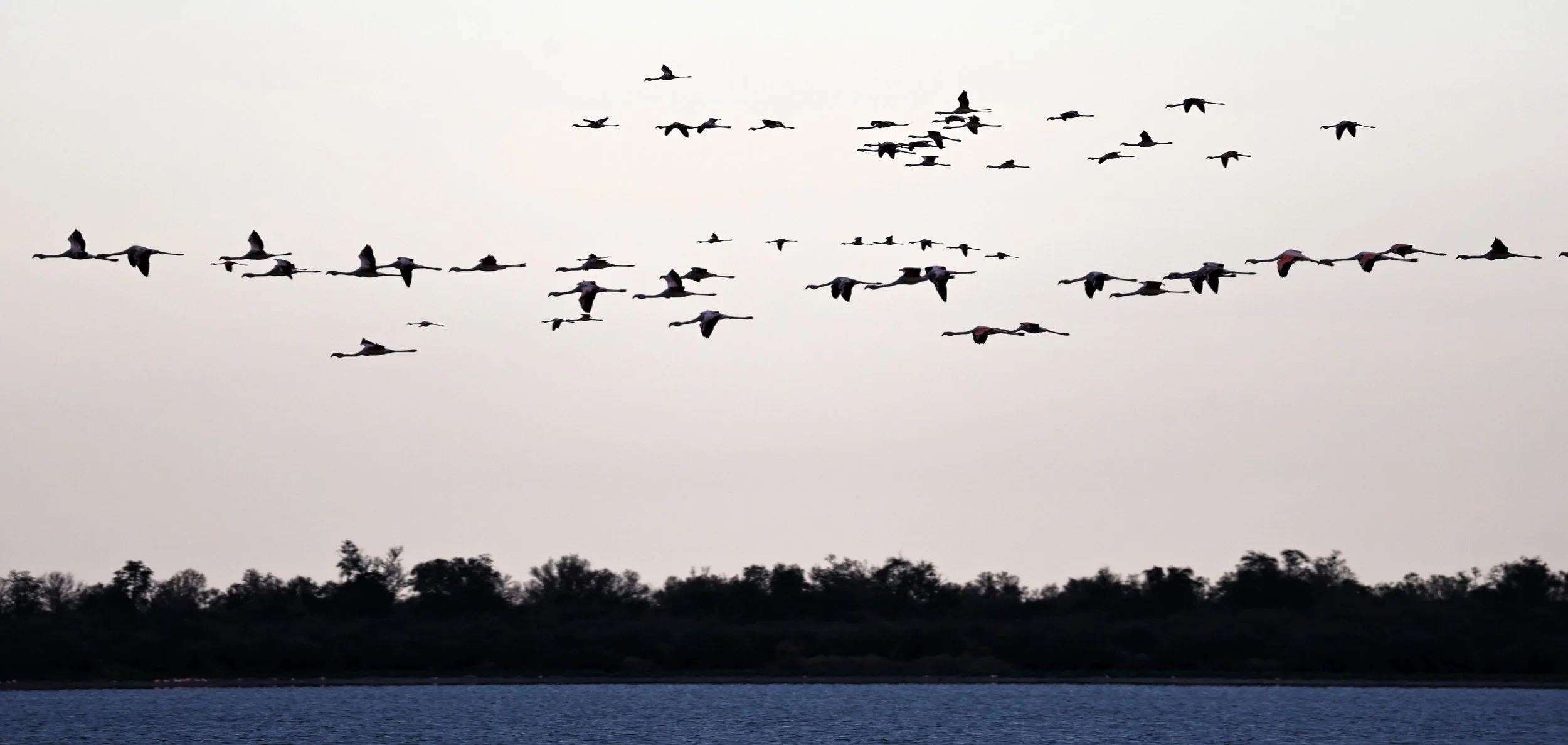Chilean Flamingo (Phoenicopterus chilensis) Chaco Lodge & Laguna Salada Paraguay (103).jpg
