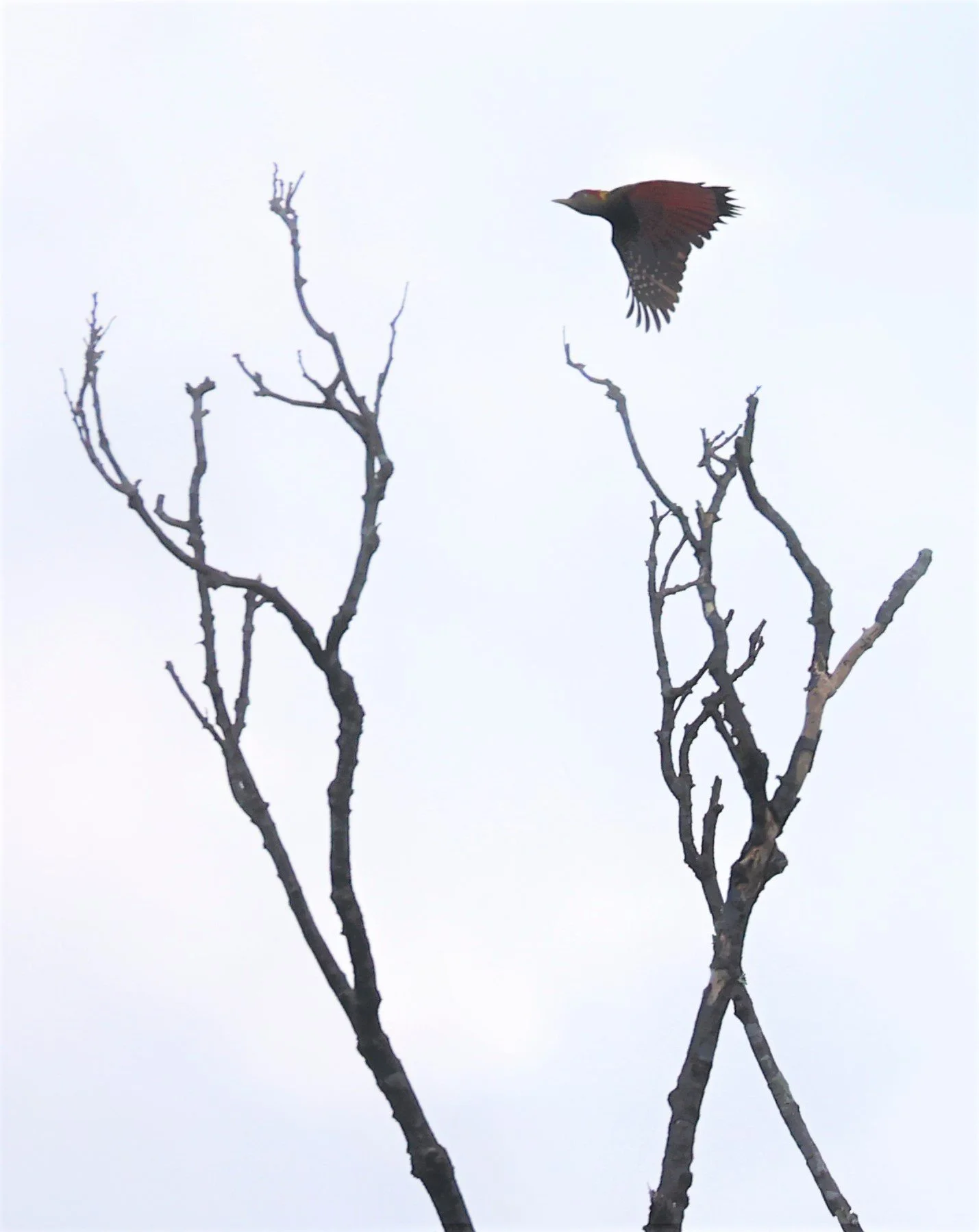 Picus puniceus - CRIMSON-WINGED WOODPECKER - BUKIT TINGGI PAHANG MALAYSIA JUNE 2022 (8).jpg