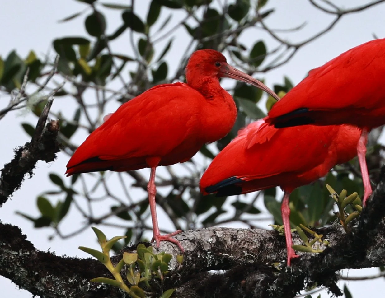Scarlet Ibis (Eudocimus ruber) Superagüi National Park, Brazil (11).jpg