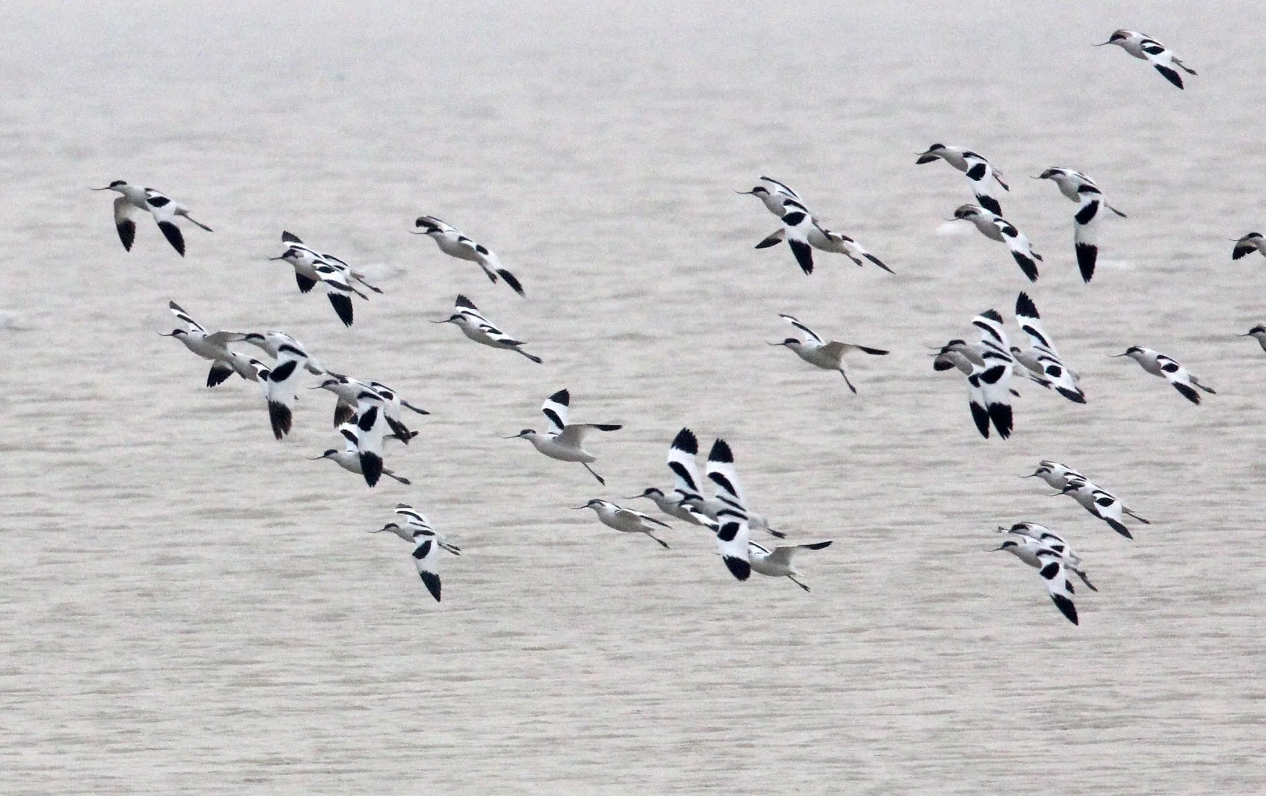 BIRD - AVOCET - PIED AVOCET - POYANG LAKE - CHINA - JIANGXI PROVINCE (30).JPG