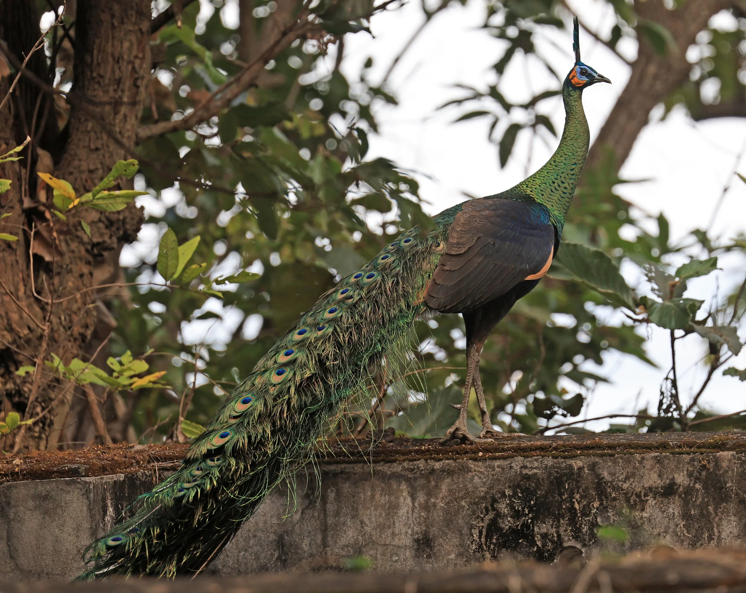 Green Peafowl (Pavo muticus) Doi Butsarakham Phayao Province (21).jpg