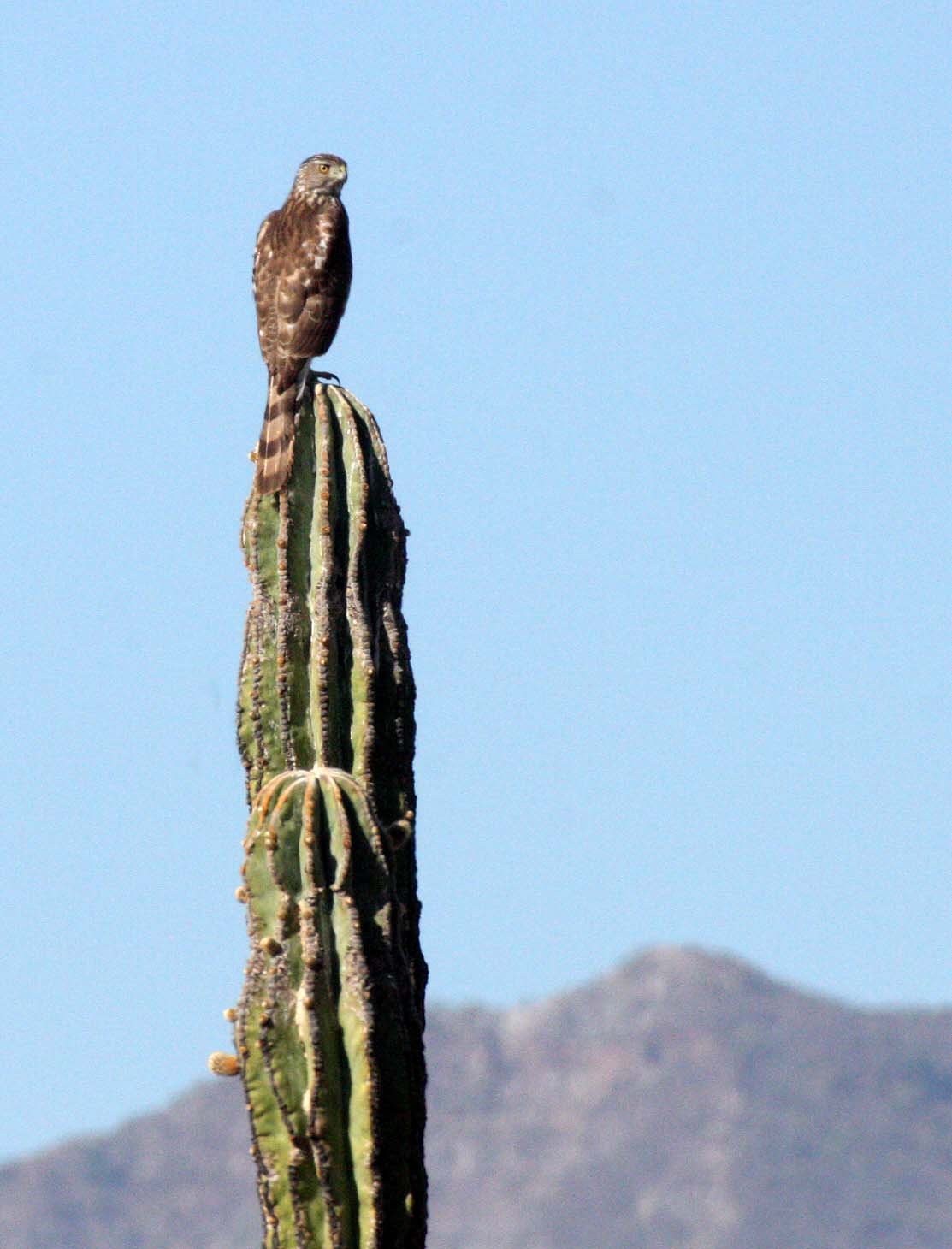 Accipiter cooperii - COOPER'S HAWK - CATAVINA DESERT BAJA MEXICO (1).JPG