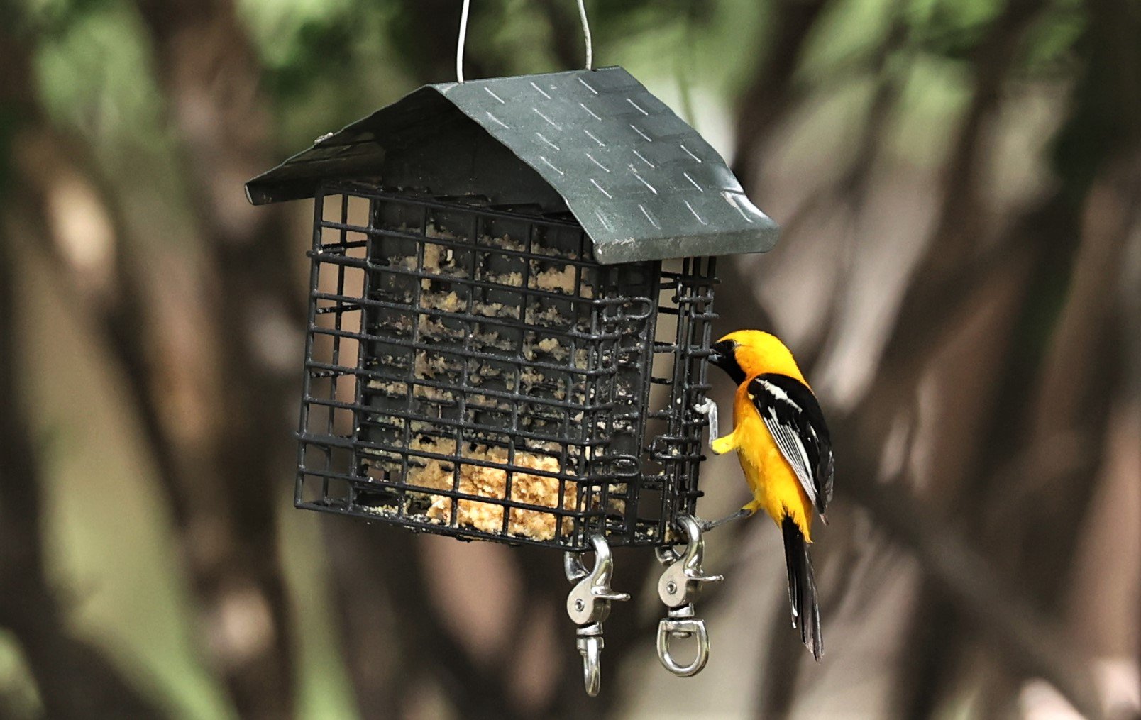 Hooded Oriole (Icterus cucullatus) Cave Creek Arizona (4).jpg