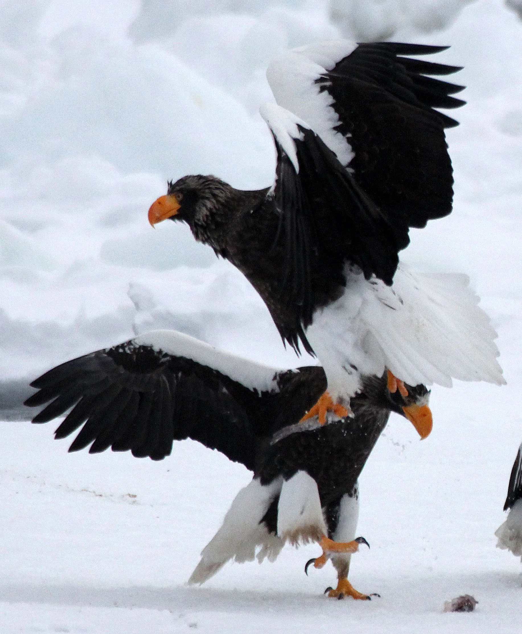 BIRD - EAGLE - STELLER'S SEA EAGLE - RAUSU, SHIRETOKO PENINSULA, HOKKAIDO JAPAN (221).jpg