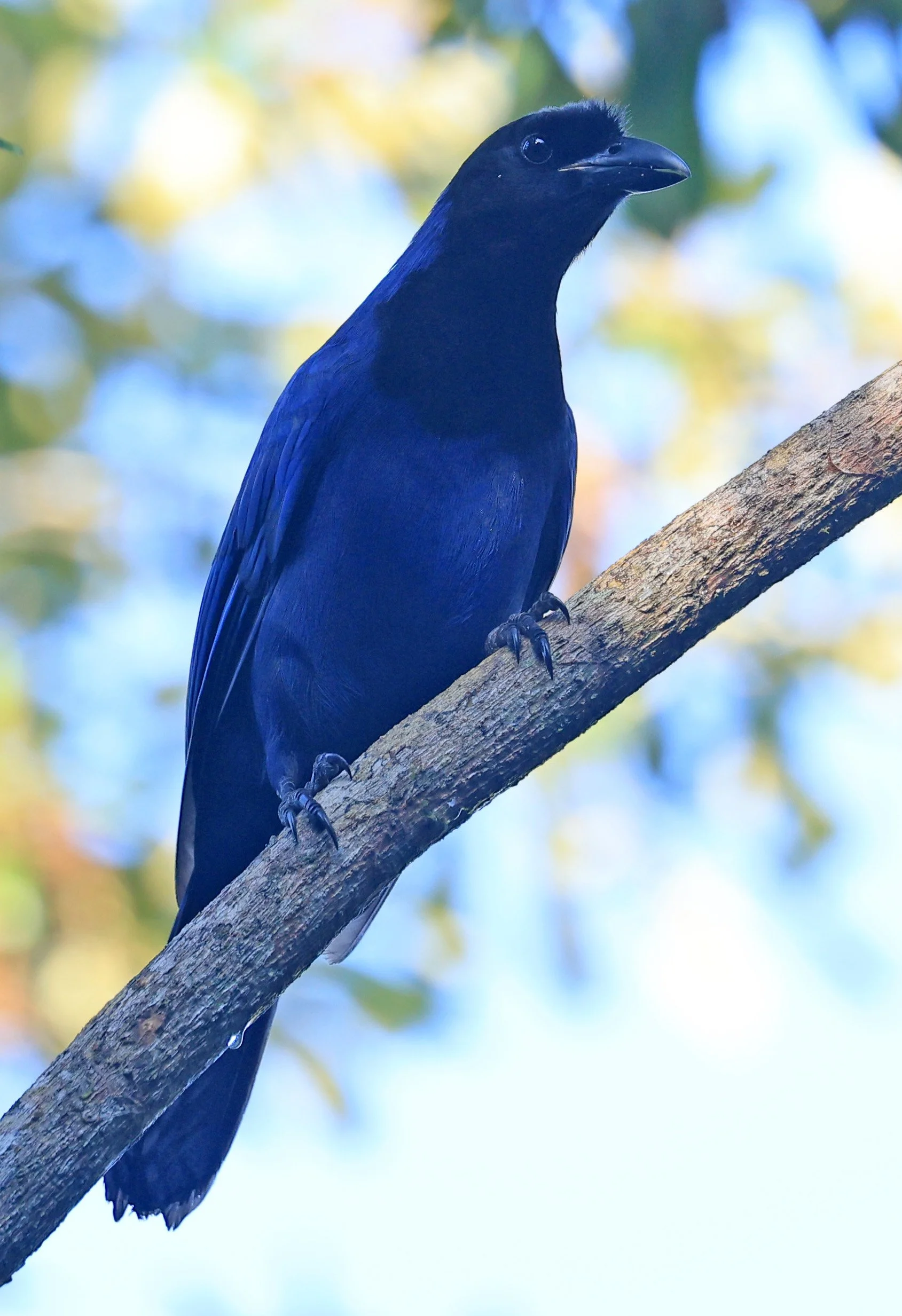 Azure Jay (Cyanocorax caeruleus) Superagui National Park, Brazil (28).jpg