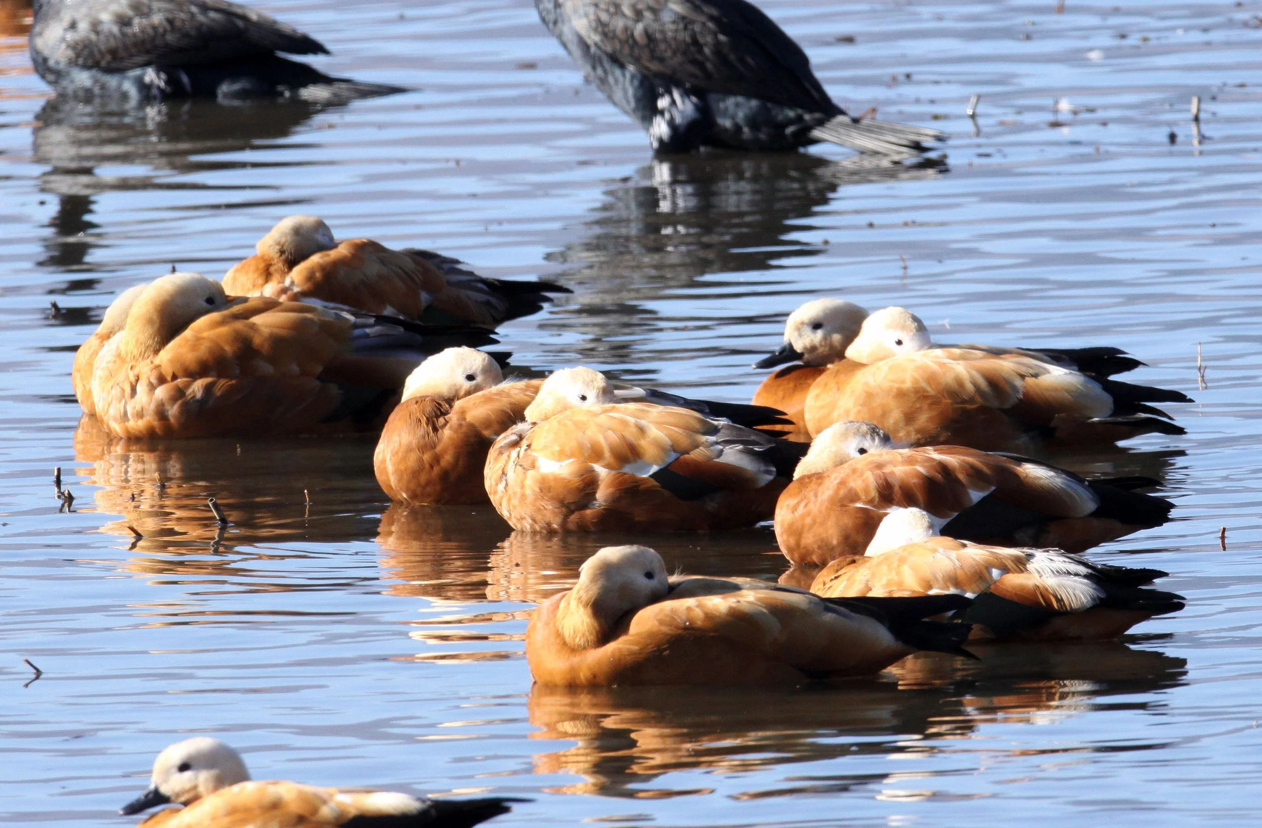 SHELDUCK - RUDDY SHELDUCK  - Tadorna ferruginea - CAO HAI WETLANDS PARK NEAR LIJIANG YUNNAN CHINA (68) - Copy.JPG