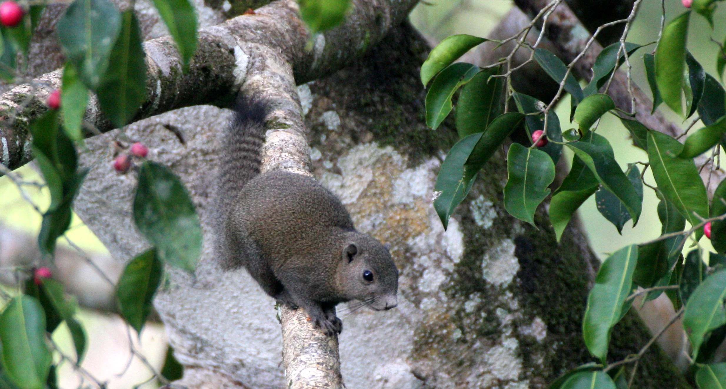 Callosciurus caniceps caniceps - MAINLAND GREY-BELLIED SQUIRREL -  KAENG KRACHAN NP THAILAND (16).JPG