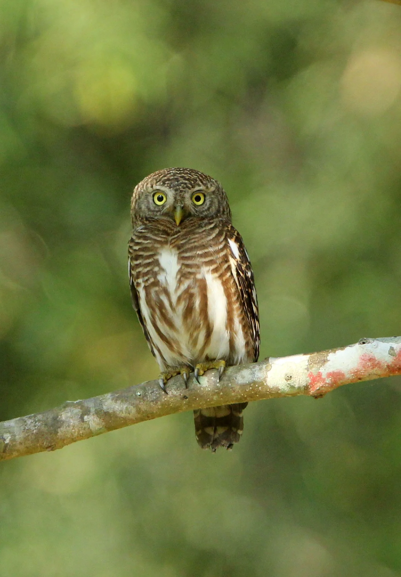 Glaucidium cuculoides - ASIAN BARRED OWLET - HUAI KHA KHAENG NATURE RESERVE THAILAND (44).JPG