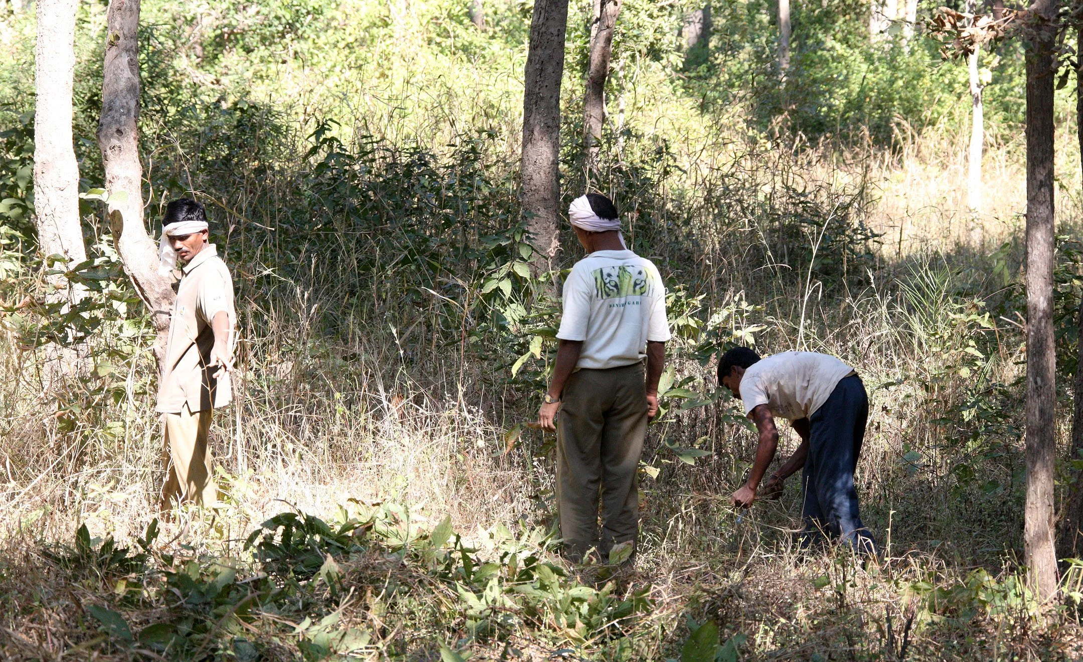 MADHYA PRADESH - KANHA NATIONAL PARK MADHYA PRADESH INDIA (42).JPG
