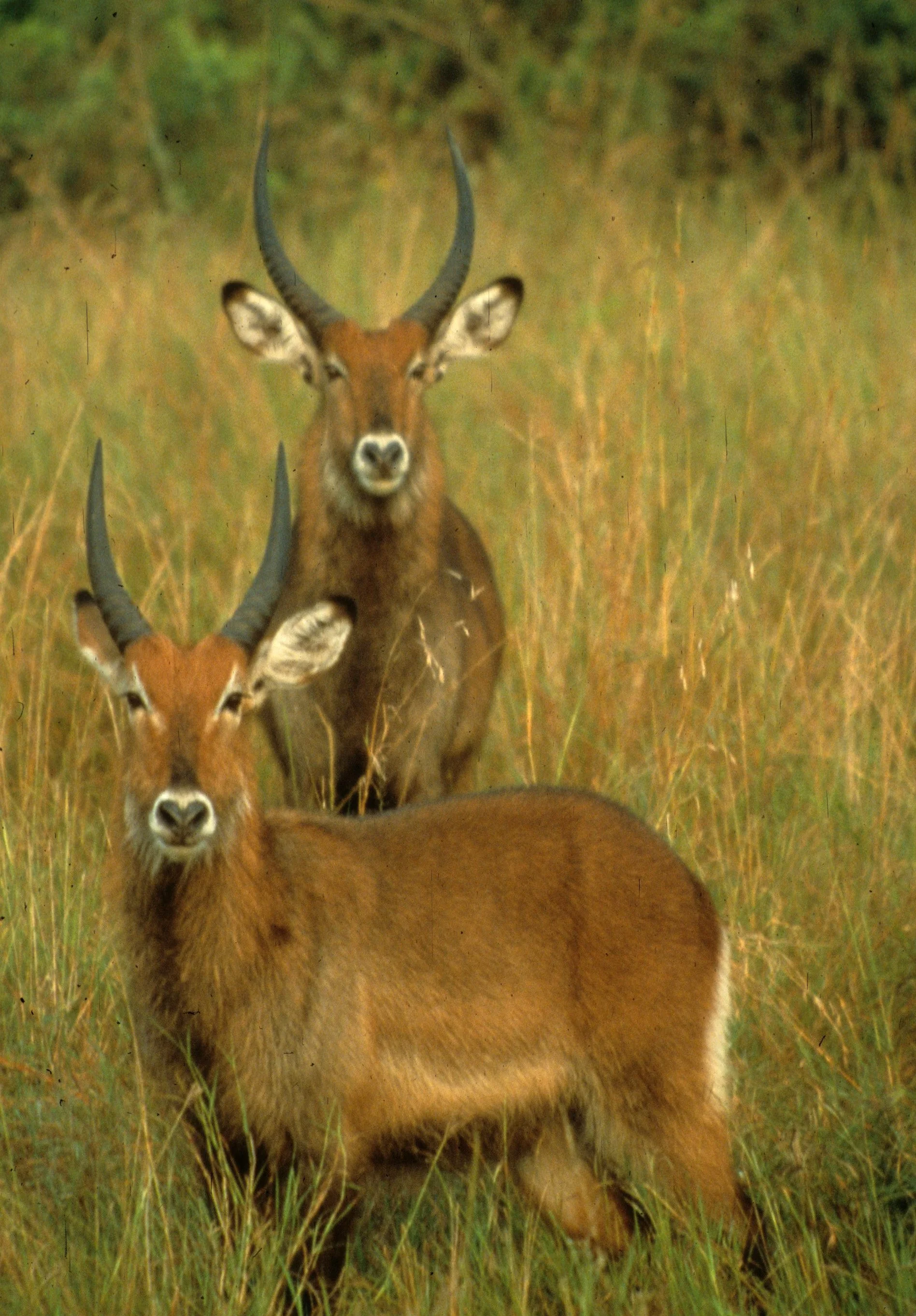 BOVID - WATERBUCK - DEFASSA - UGANDA (21).jpg