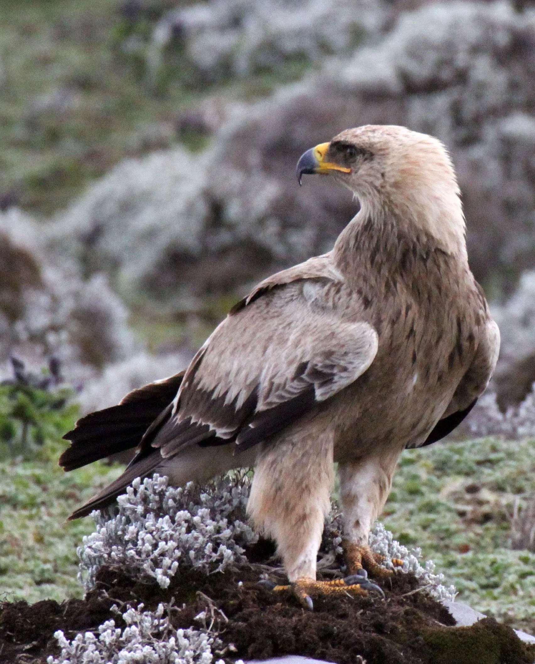 Aquila rapax - TAWNY EAGLE - BALE MOUNTAINS NATIONAL PARK ETHIOPIA aa2 (2).JPG