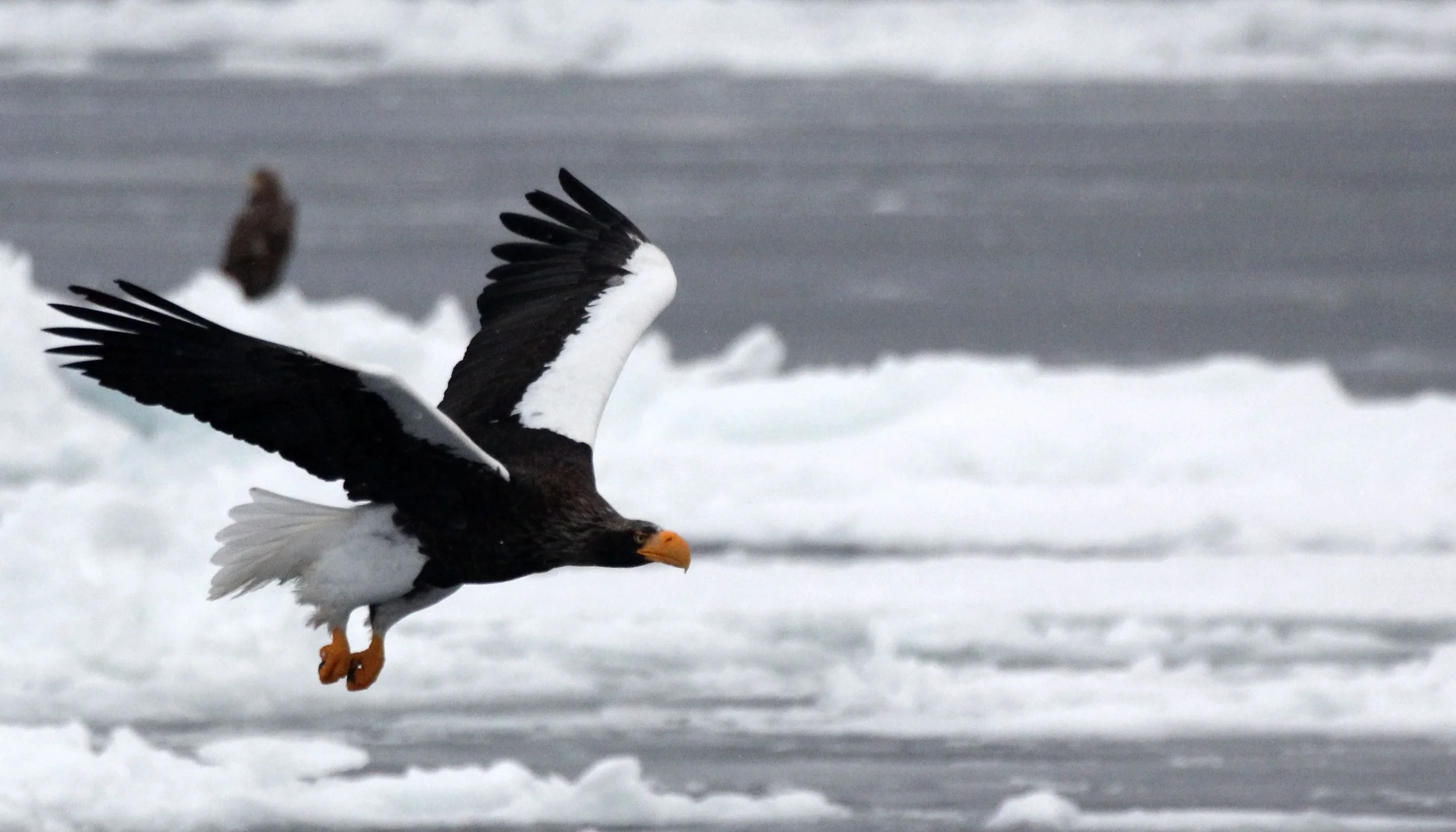 Haliaeetus pelagicus - STELLER'S SEA EAGLE - RAUSU, SHIRETOKO PENINSULA, HOKKAIDO JAPAN (20).JPG