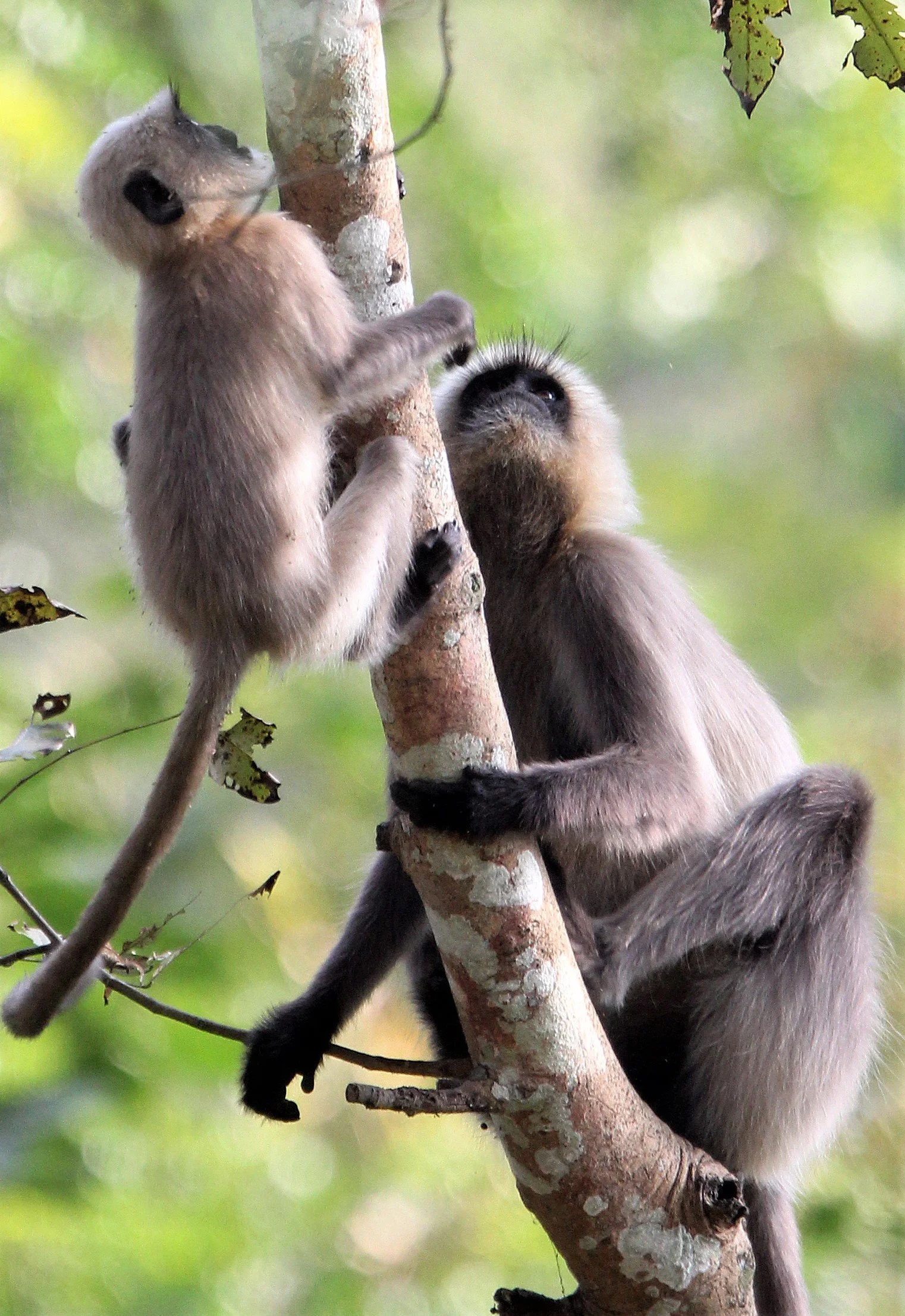 Iulus Semnopithecus hypoleucos Malabar Sacred Langurs — Coke Smith Wildlife