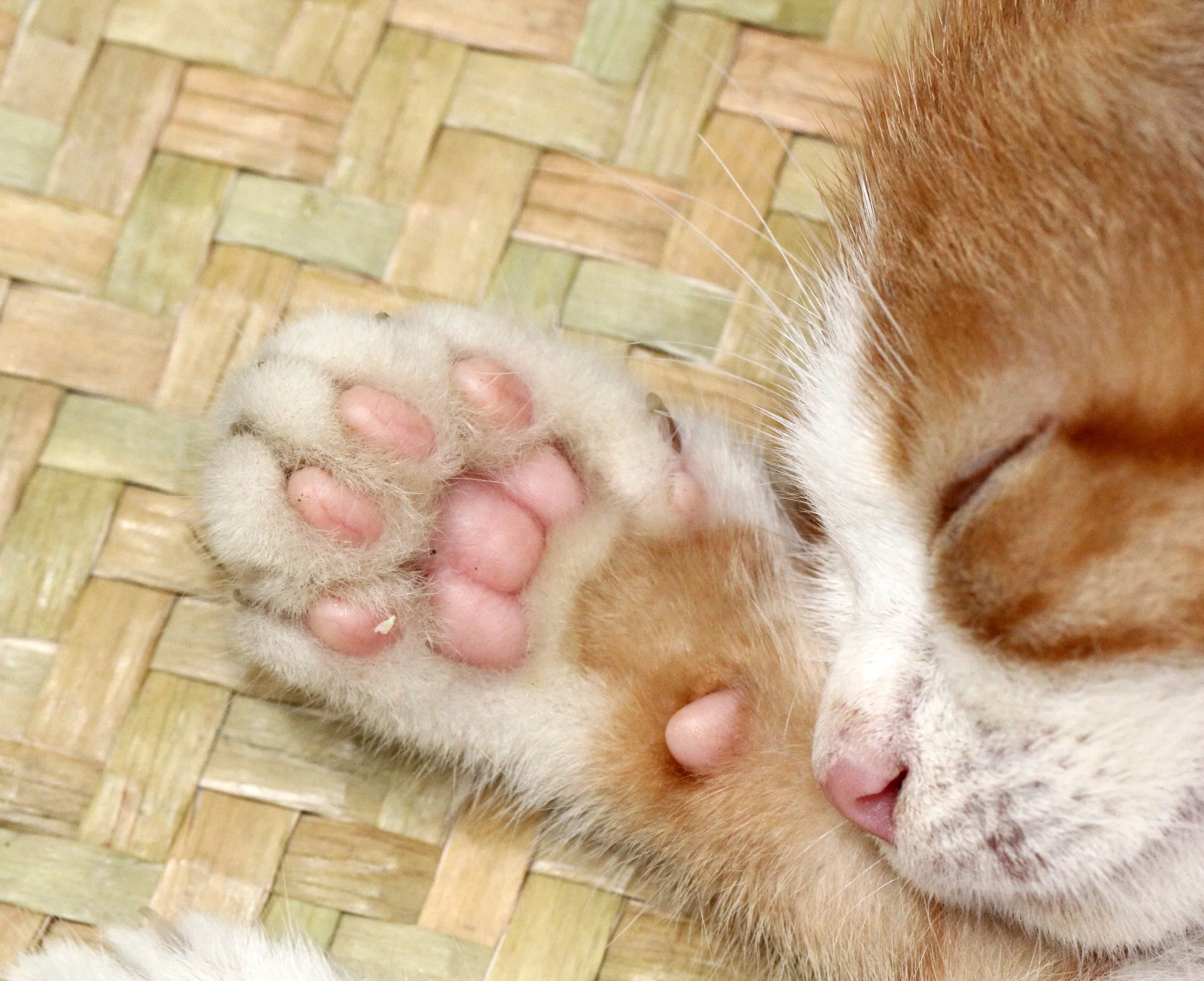 2015 Koh Lanta Summer Misc Images (1047).JPG