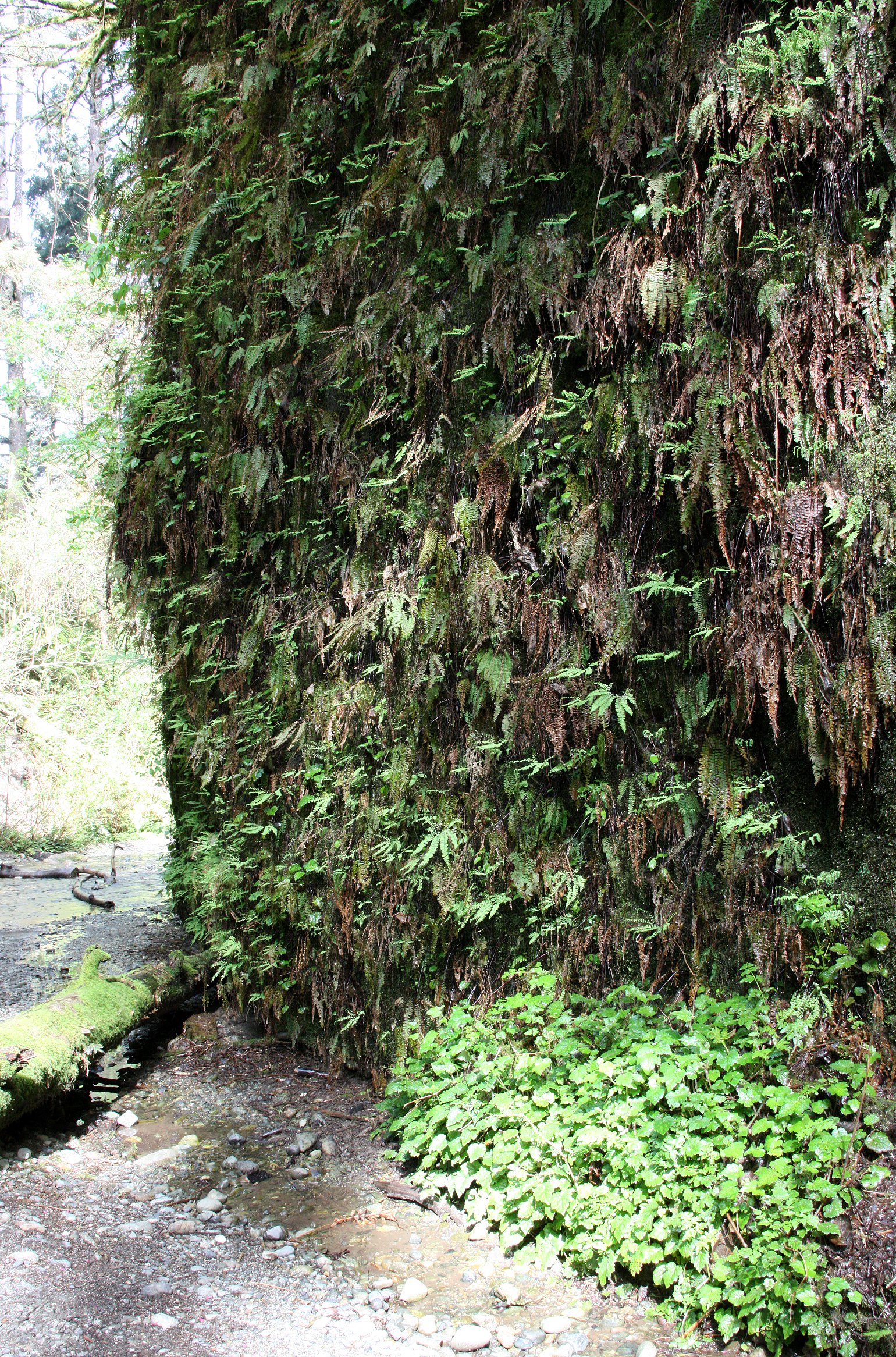 PRAIRIE CREEK STATE PARK CALIFORNIA - FERN CANYON (3).JPG