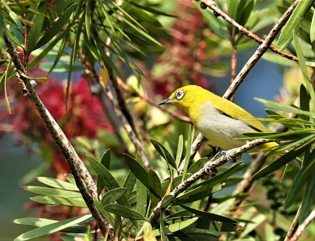 Indian White-eye (Zosterops palpebrosus) Doi Ang Kang Chiang Mai (9).jpg