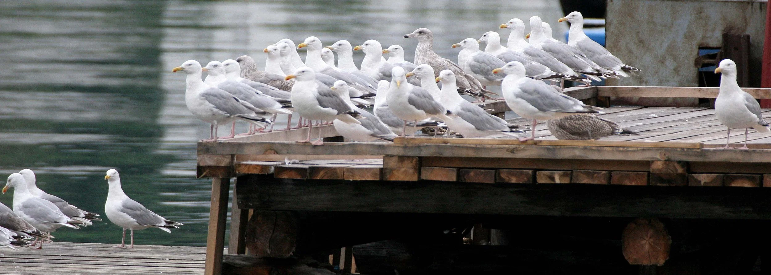 BIRD - GULL - HERRING - NORWAY FJORDS (3).jpg