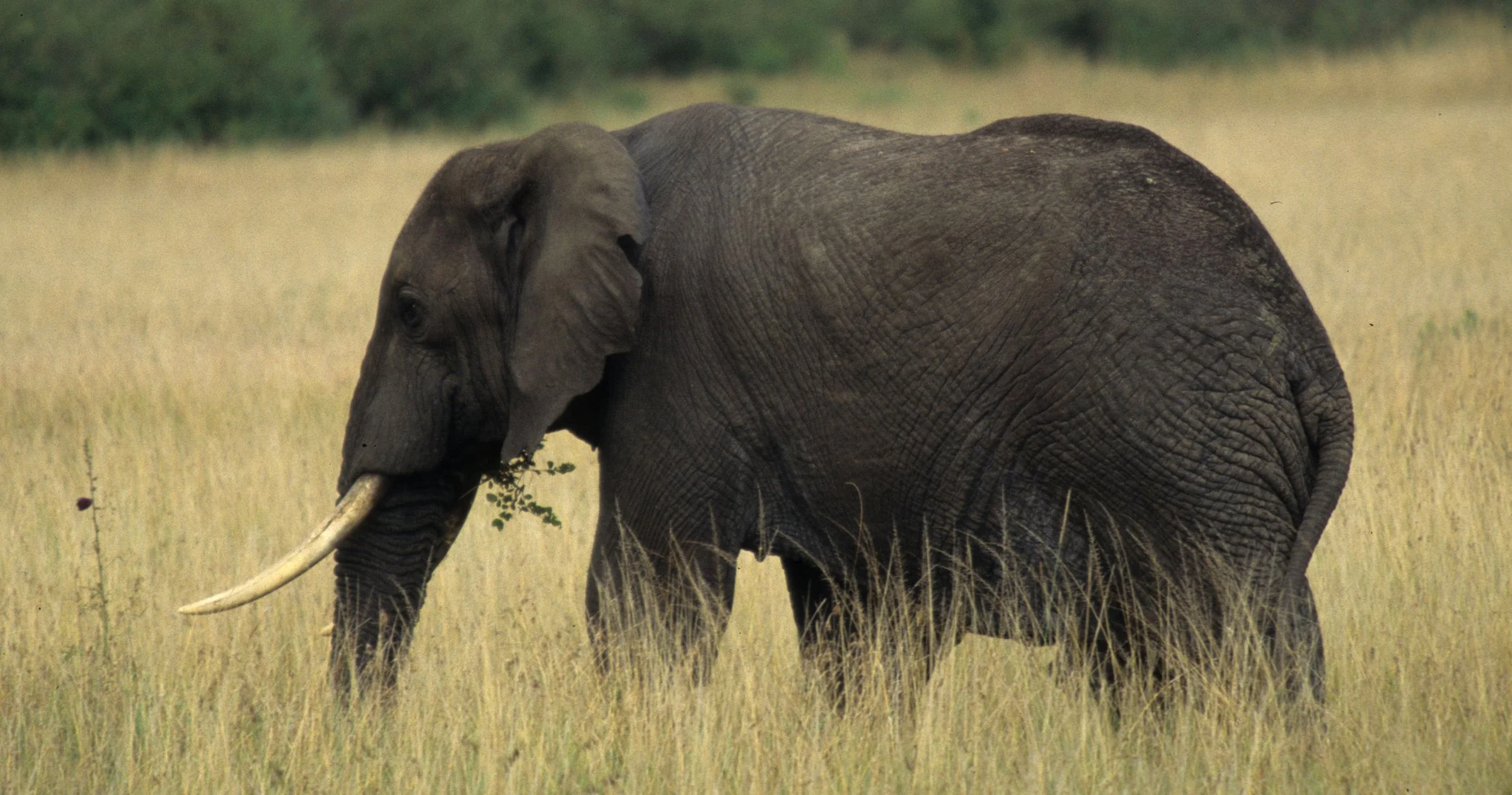 ELEPHANT - SERENGETI 38.jpg