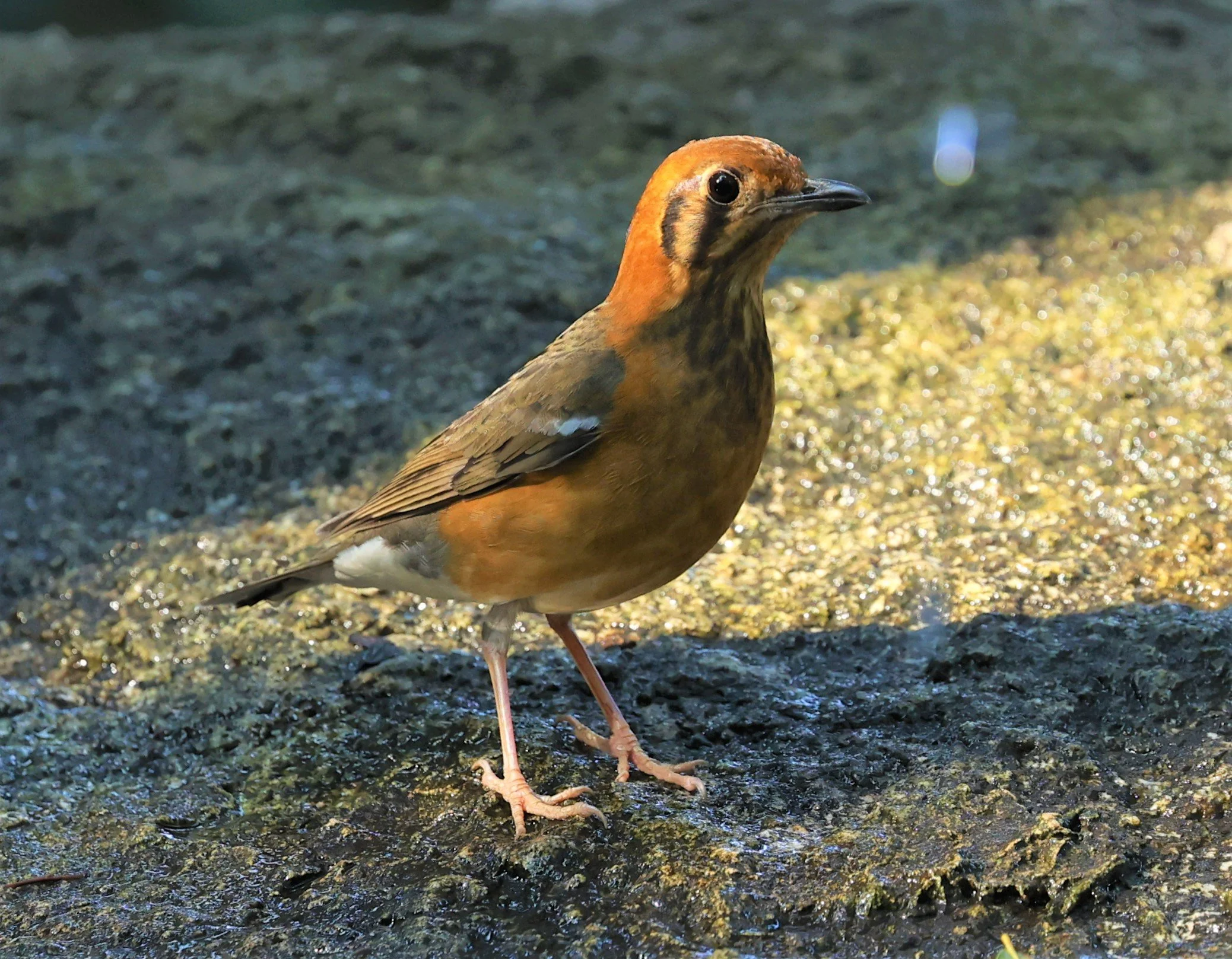 Orange-headed Thrush (Zoothera citrina) Wat Tham Prathum Chonburi Thailand (8).jpg