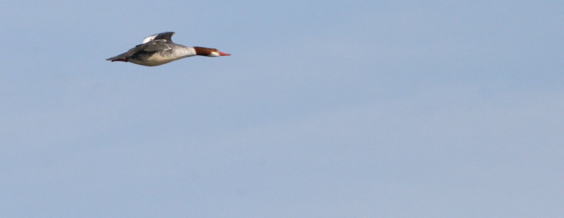 MERGANSER - RED-BREASTED MERGANSER - Mergus serrator - WEST CHICAGO MARSH ILLINOIS (2).JPG