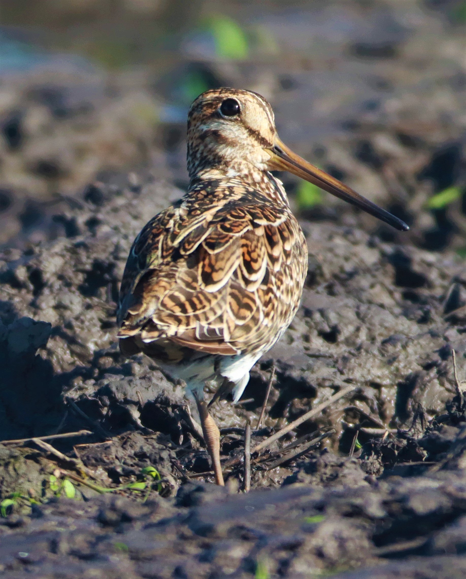 SNIPE - PINTAIL SNIPE - Gallinago stenura - PATHUM THANI RICE RESEARCH CENTER AUGUST 24 2021 (35).jpg