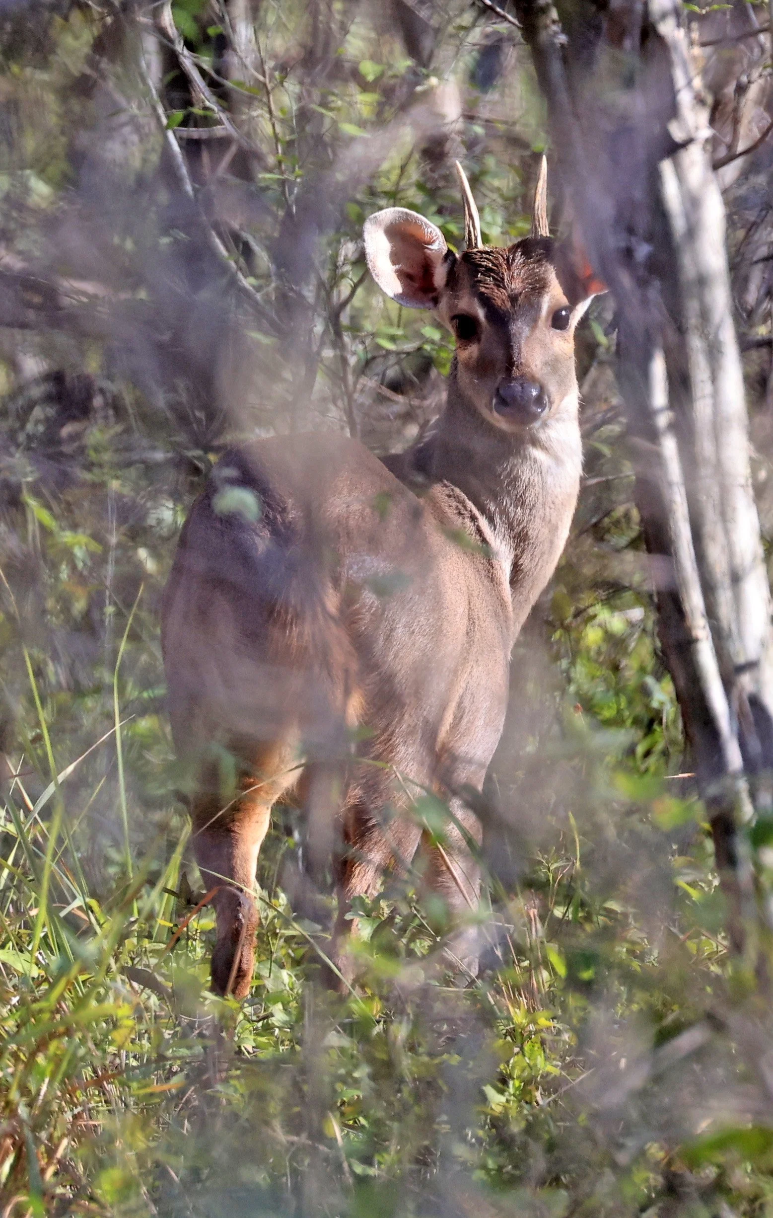Southern Brown Brocket (Subulo gouazoubira) Selva Serena Natural Reserve (39).jpg