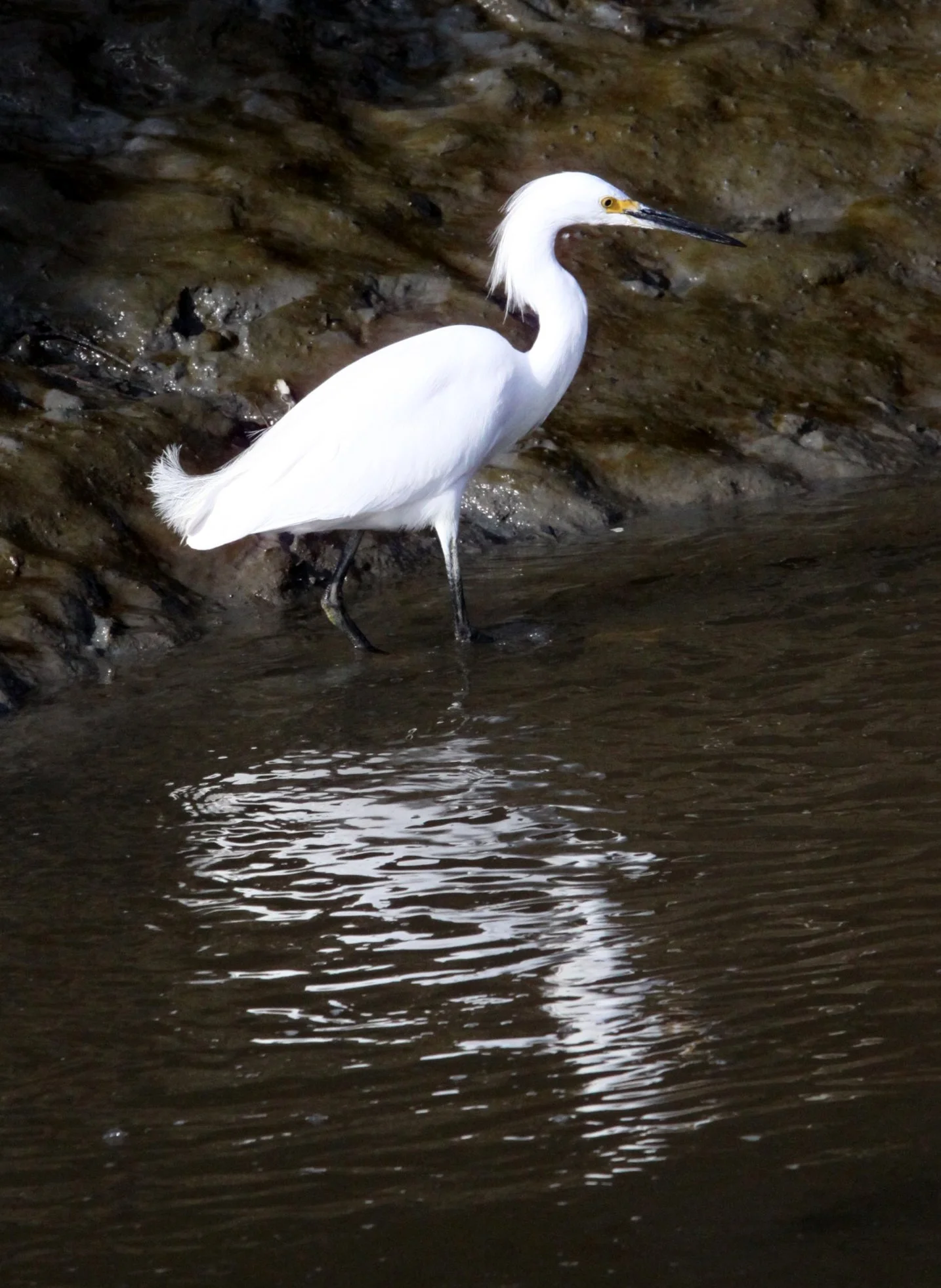 EGRET - SNOWY EGRET - Egretta thula - ARCATA MARSH CALIFORNIA (1).JPG