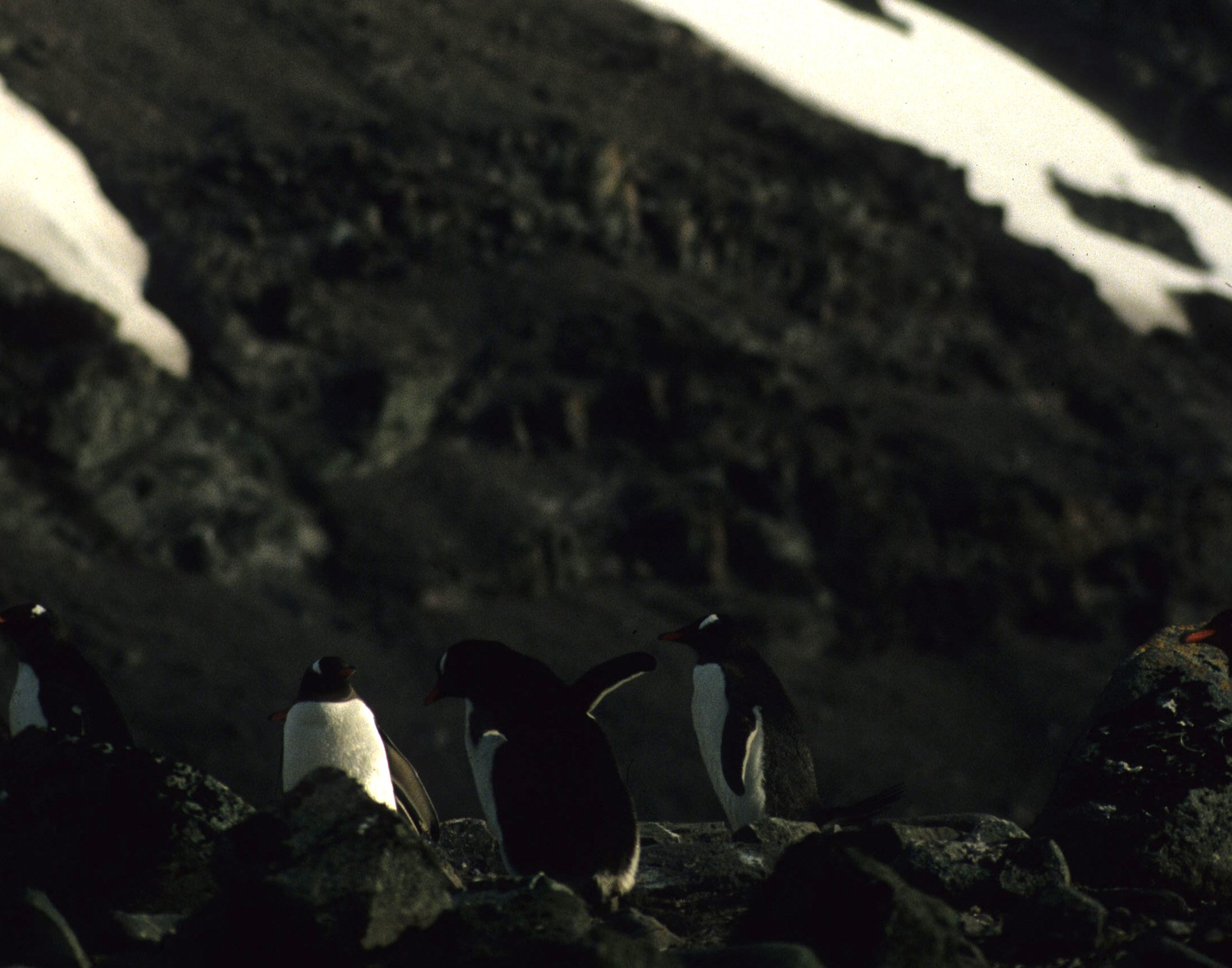 Gentoo Penguin (Pygoscelis papua) Antarctic Peninsula scanned slides 1996 (3).jpg