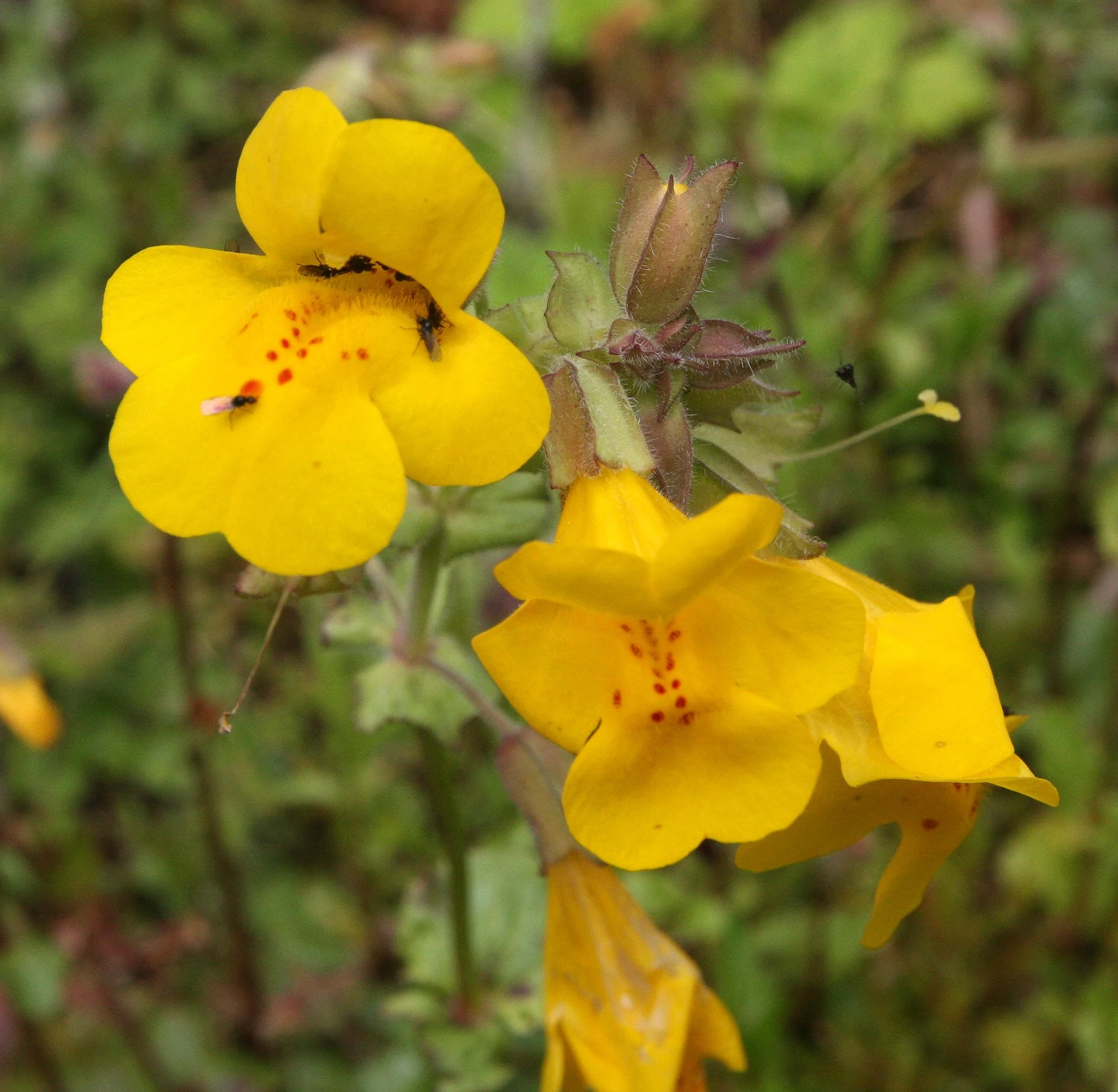 MIMULUS - SPECIES - THOMPSON SOUND BC (3).JPG