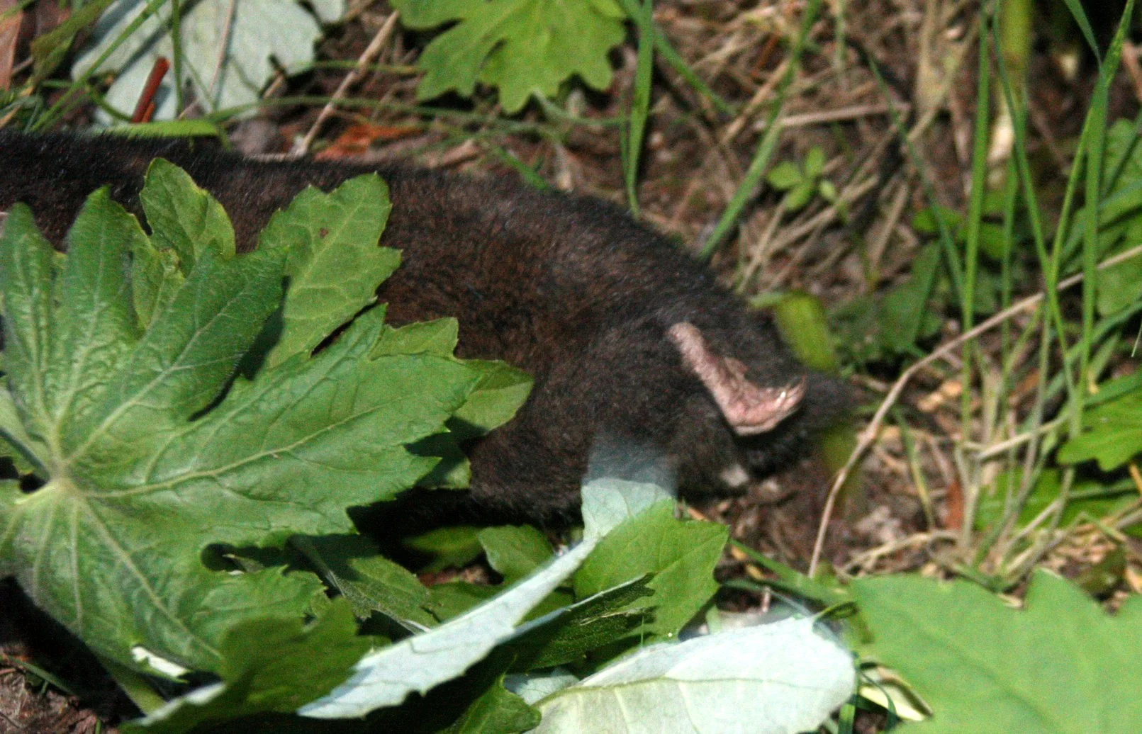 RODENT - MOUNTAIN BEAVER - LAKE FARM WASHINGTON (11).JPG