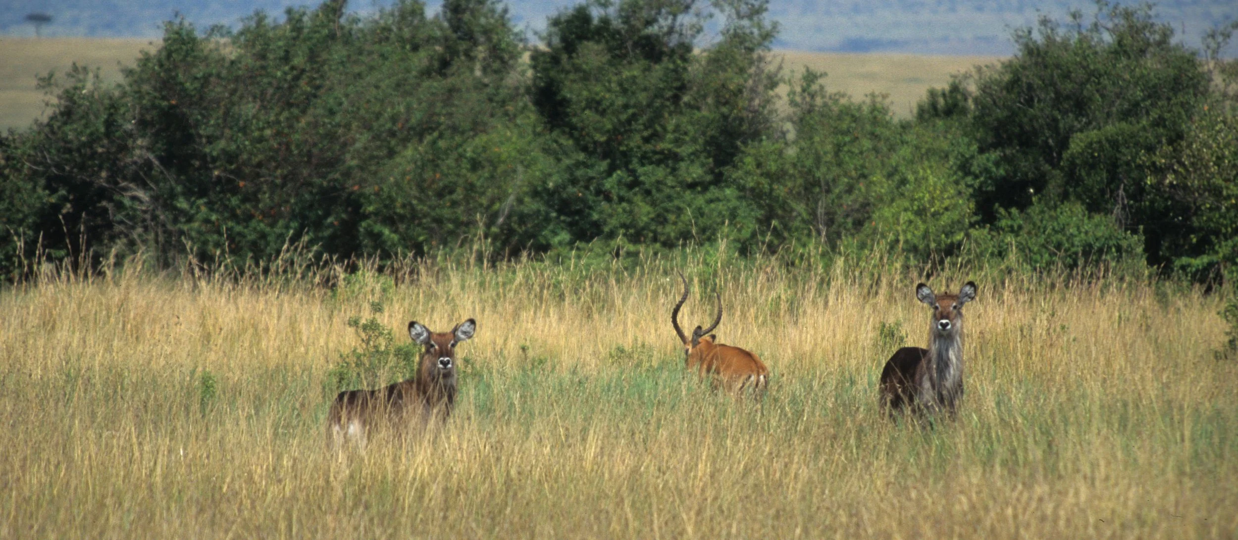 BOVID - WATERBUCK - DEFASSA - UGANDA (13).jpg