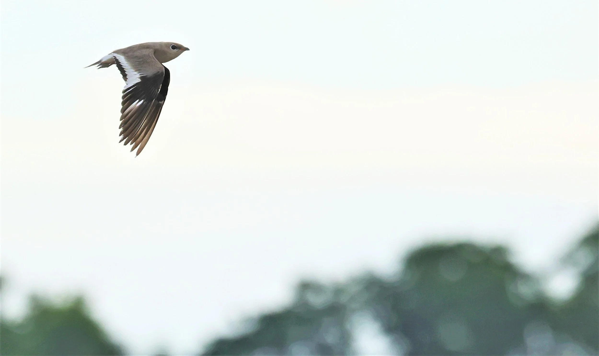 PRATINCOLE - SMALL PRATINCOLE - Glareola lactea - BANG KHAEM NAKHON PATHOM JUNE 3 2022 (47).jpg