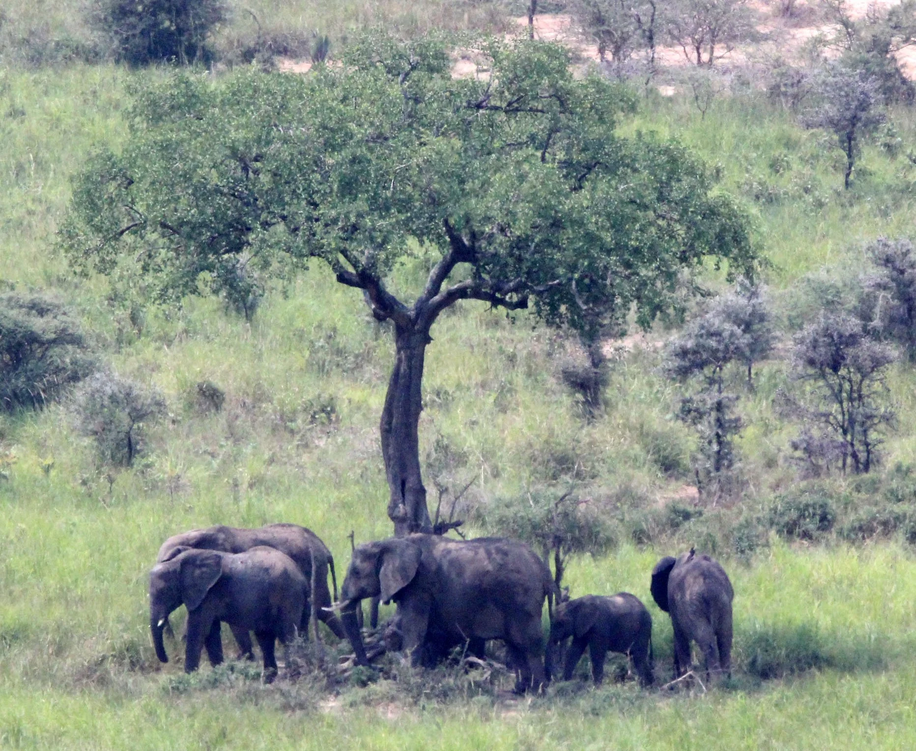 ELEPHANT - MURCHISON FALLS NATIONAL PARK UGANDA (3).JPG