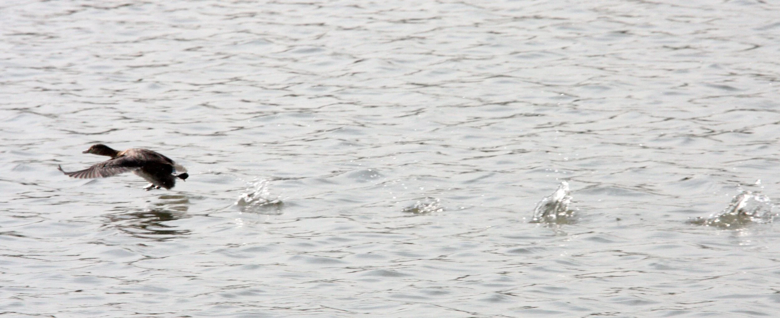 Little Grebe (Tachybaptus ruficollis) Pudong Botanical Gardens Shanghai China (13).JPG