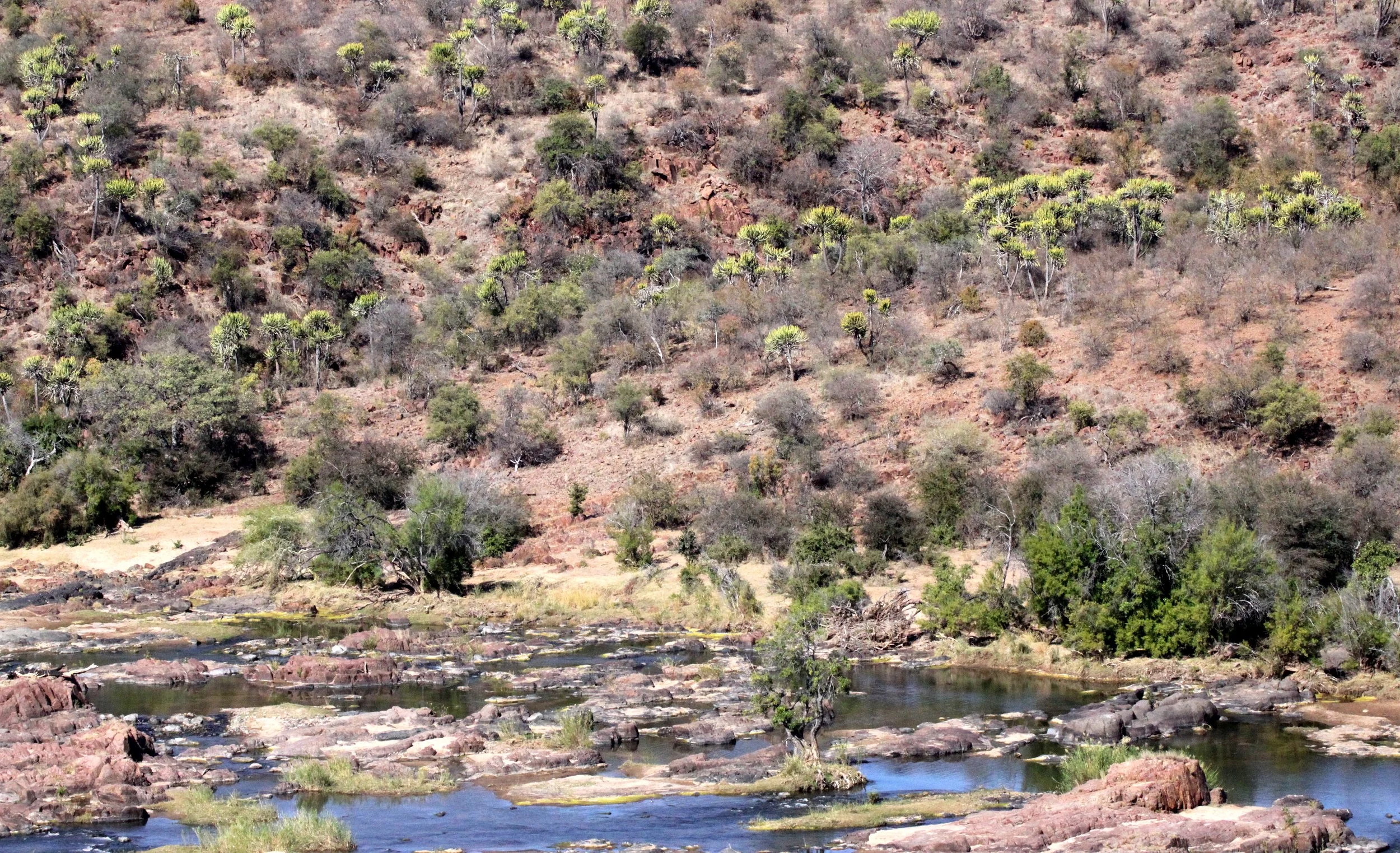 KRUGER NATIONAL PARK SOUTH AFRICA - OLIFANT RIVER BASIN.JPG