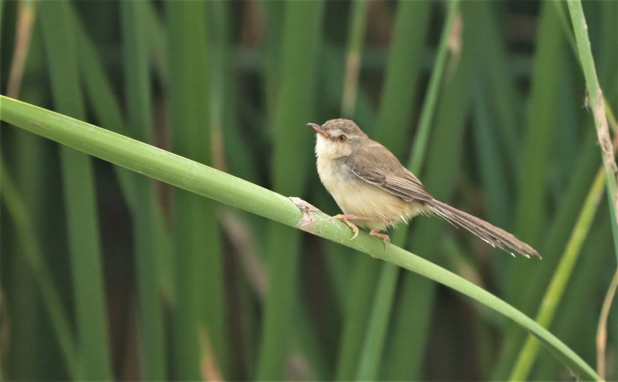 PRINIA - PLAIN PRINIA - Prinia inornata - BANG KHAEM WETLANDS NAKHON PATHOM (3).jpg