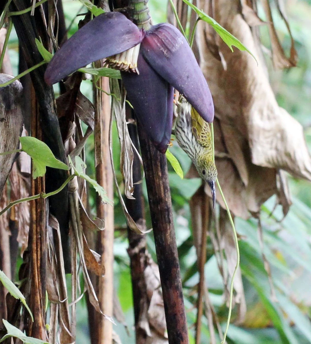 SPIDERHUNTER - STREAKED SPIDERHUNTER - Arachnothera magma - KAENG KRACHAN NATIONAL PARK THAILAND (14).JPG