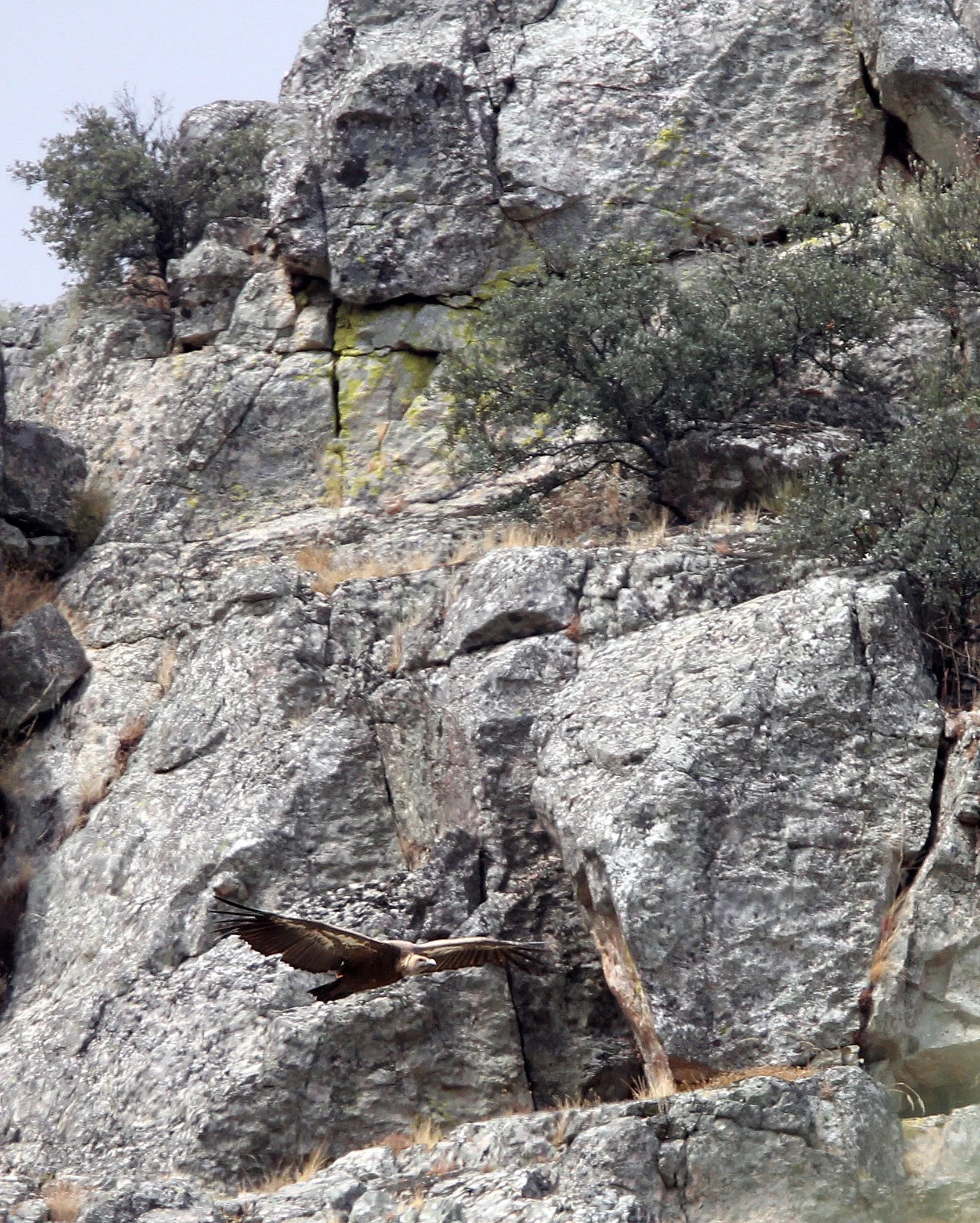 Gyps fulvus - GRIFFON (EUROPEAN GRIFFON) VULTURE - MONFRAGUE NATIONAL PARK SPAIN (9).JPG