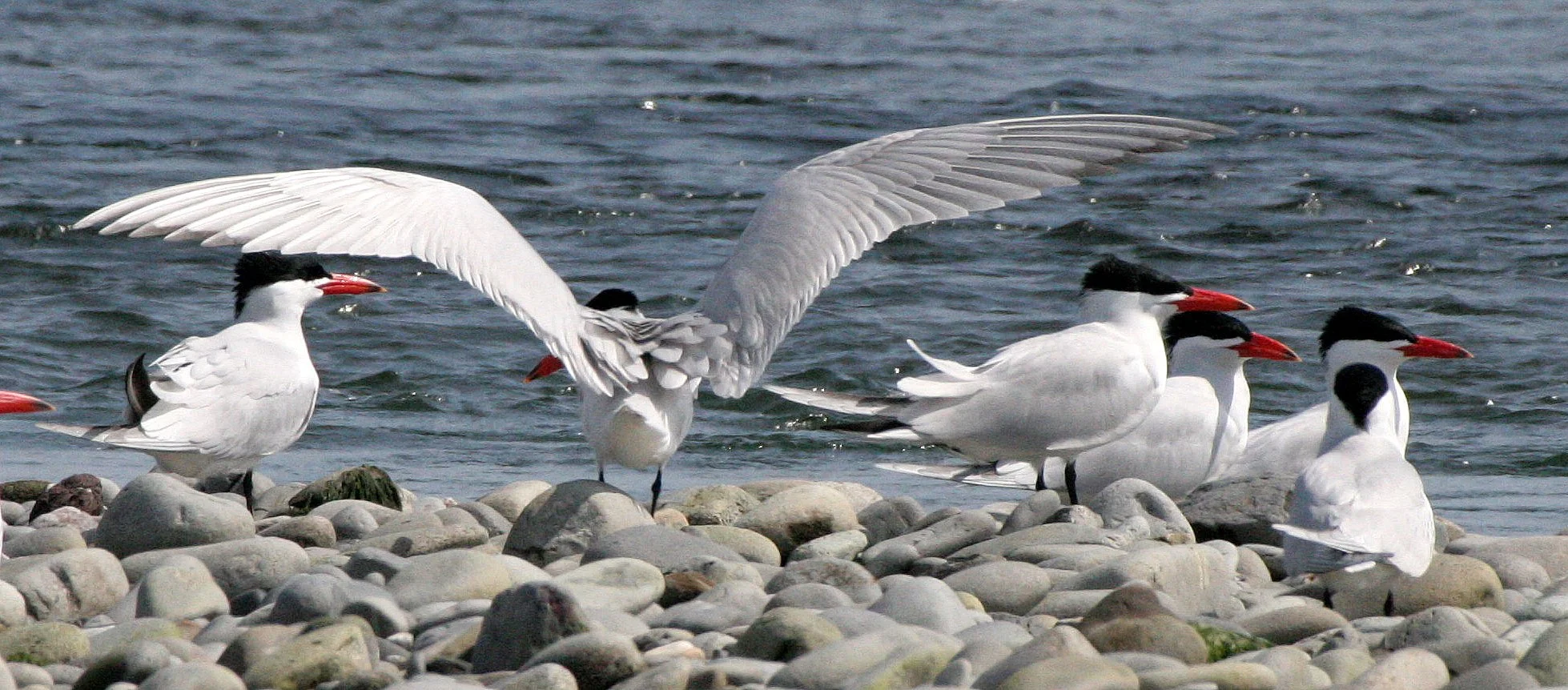 BIRD - TERN - CASPIAN TERNS - ELWHA RIVER MOUTH WA (44).JPG