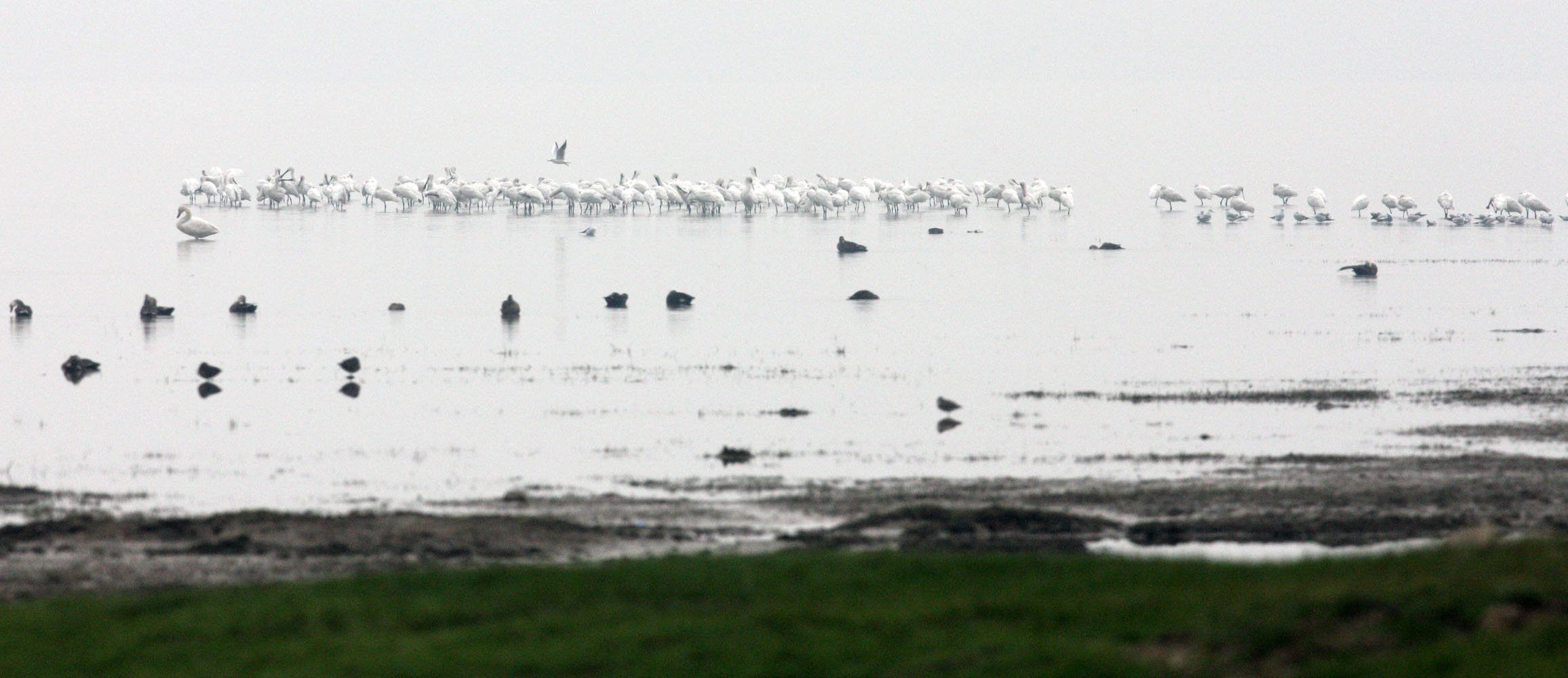 SPOONBILL - EURASIAN SPOONBILL - Platalea leucorodia - POYANG LAKE - CHINA - JIANGXI PROVINCE (6).JPG