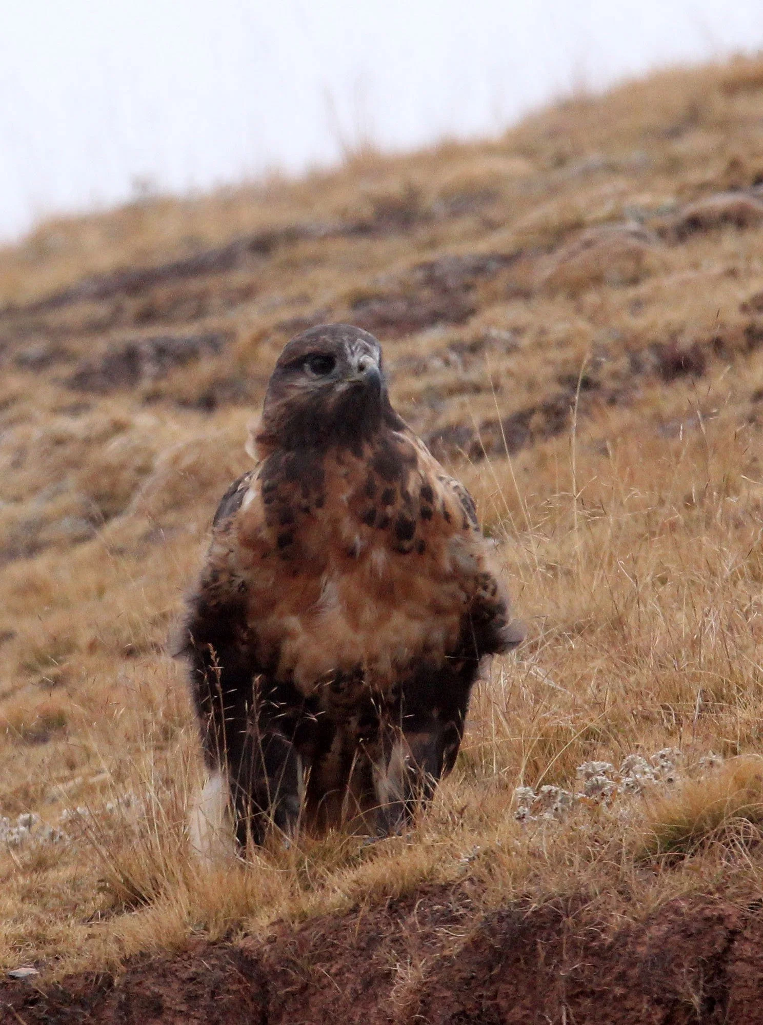 Buteo hemilasius - UPLAND BUZZARD - KEKEXILI NATIONAL RESERVE - QINGHAI PROVINCE - WEST OF QUMALAI (32).JPG