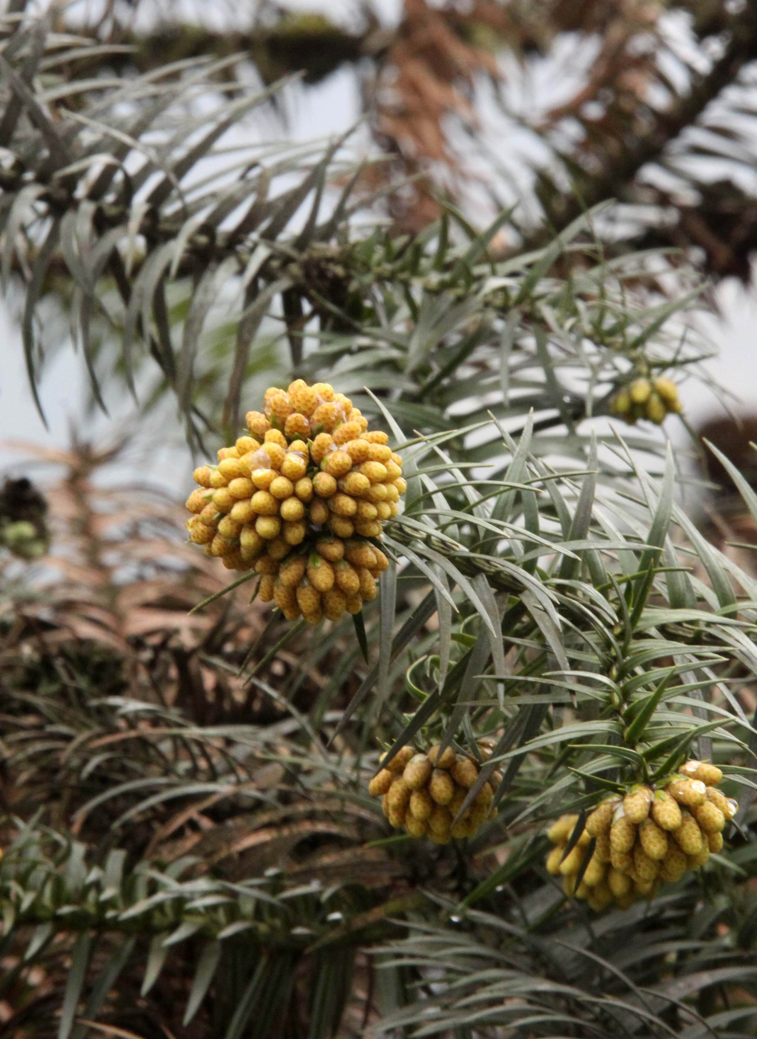 WAWU SHAN GEOPARK - SICHUAN CHINA (41).JPG