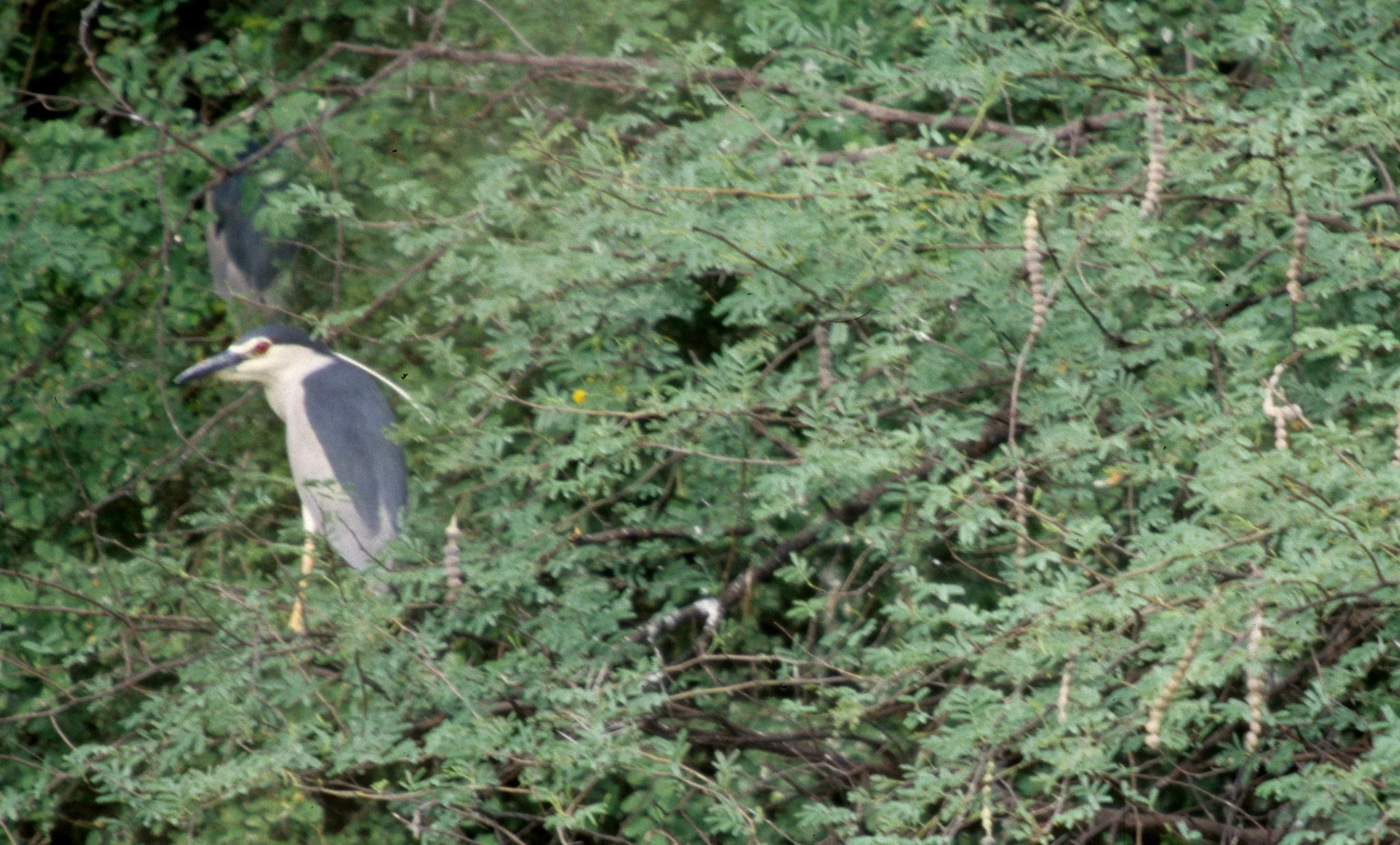 BIRD - HERON - NIGHT HERON - KALEODEO INDIA B.jpg