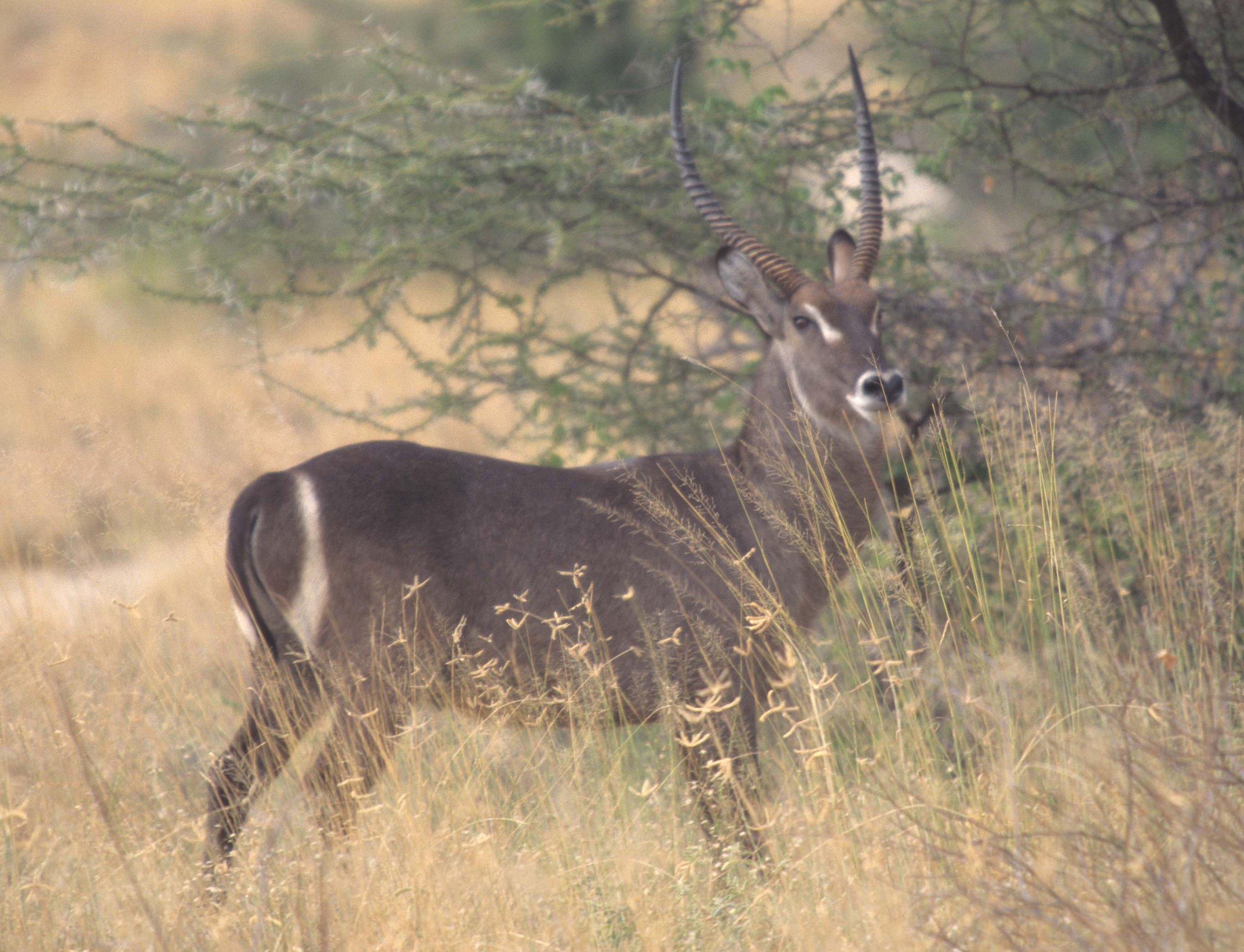 BOVID - WATERBUCK - COMMON - KRUGER.jpg