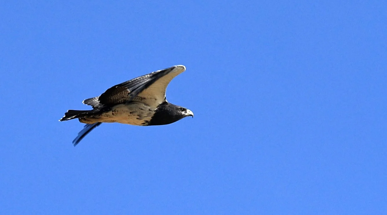Black-chested buzzard-eagle (Geranoaetus melanoleucus) Chaco Lodge & Laguna Salada Paraguay (34).jpg