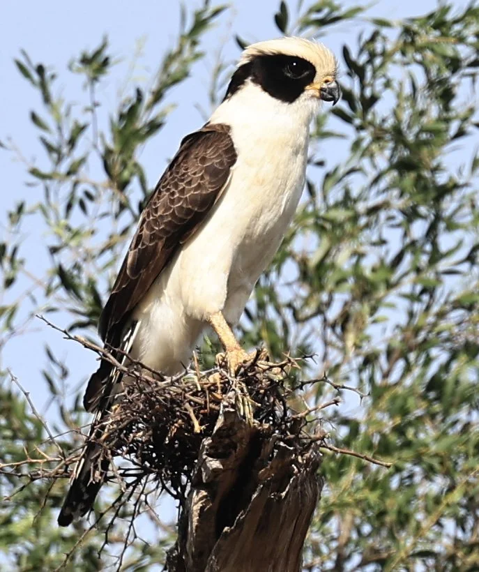 Laughing Falcon (Herpetotheres cachinnans) Reserva Natural Canada el Carmen, Paraguay (10).jpg