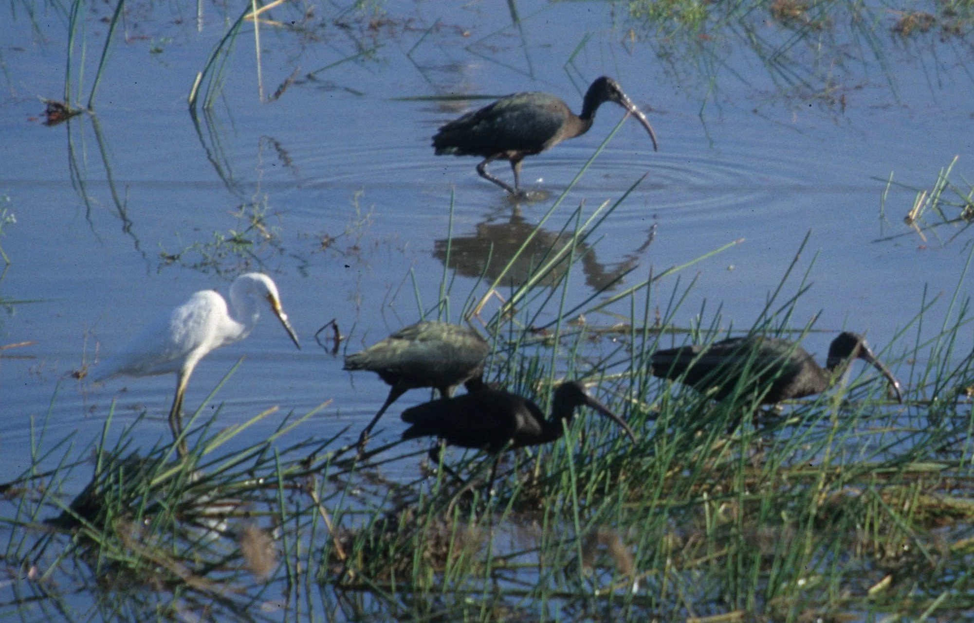 BIRD - IBIS - GLOSSY IBIS - KAKADU NP1.jpg