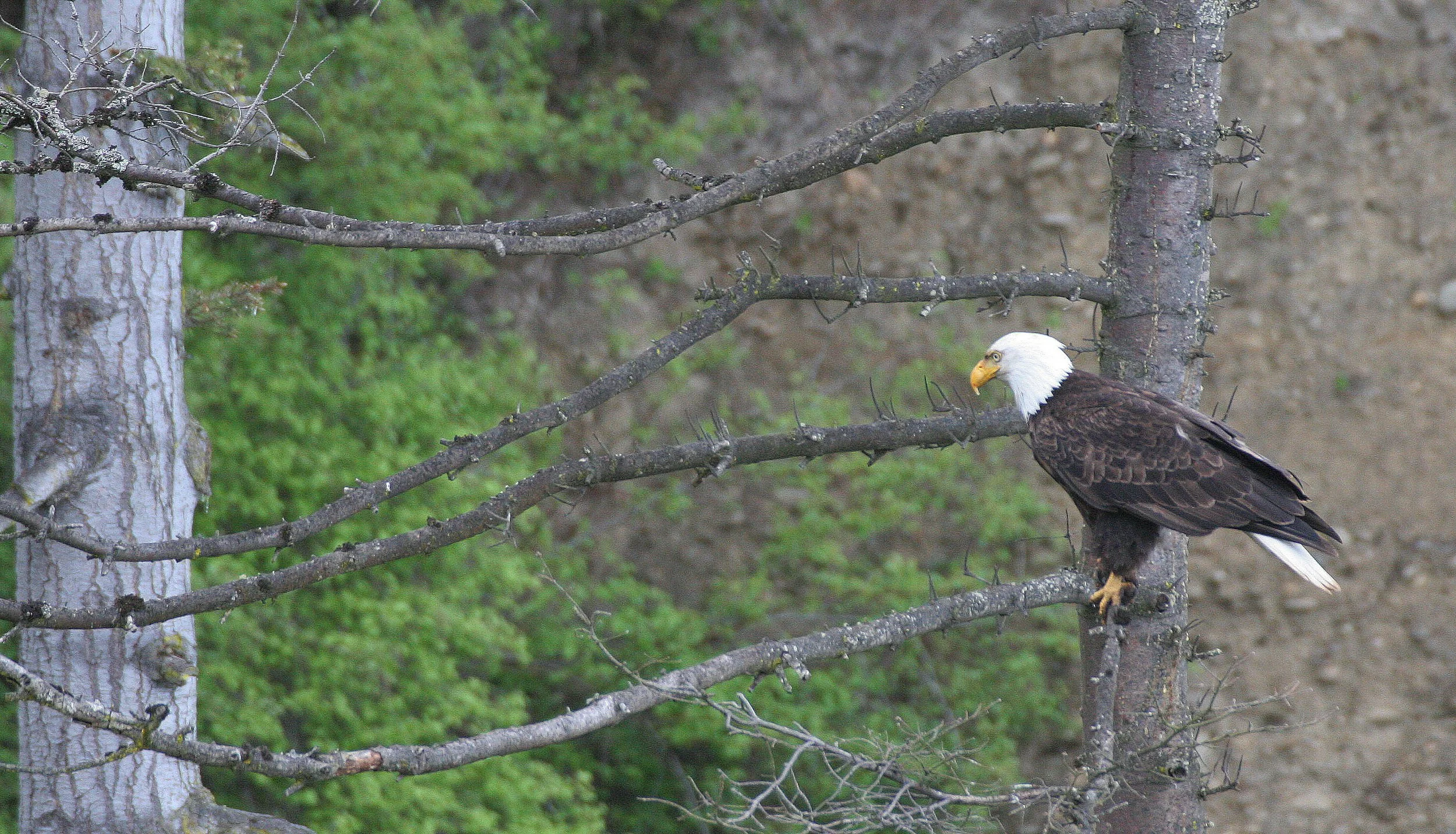 Haliaeetus leucocephalus - AMERICAN BALD EAGLE - LAKE FARM BLUFFS WASHINGTON (290).JPG