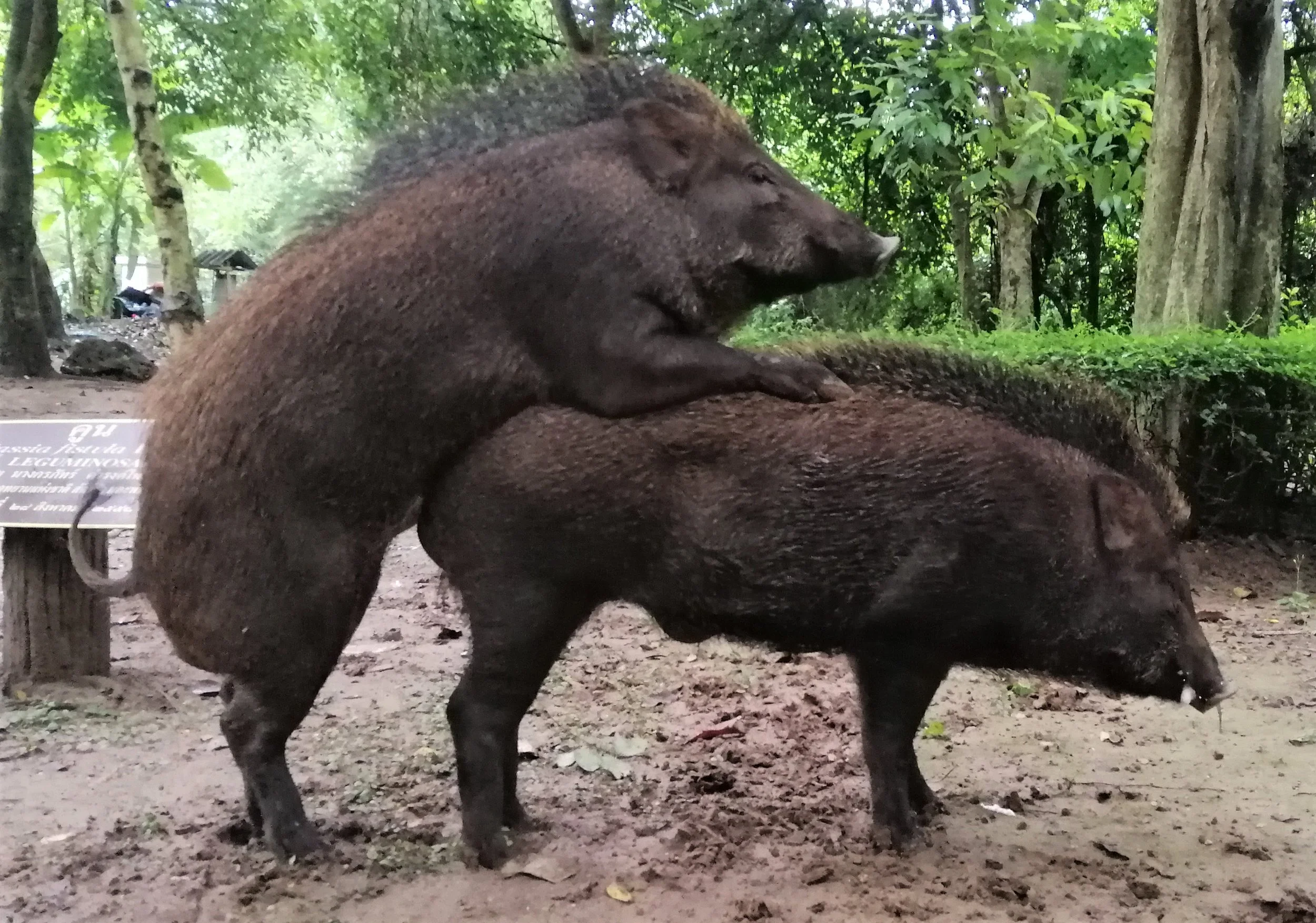 The wild boar (Sus scrofa) population in Thailand's Western Forest Complex (WEFCOM) is currently in a state of recovery following a significant decline caused by an outbreak of African Swine Fever (ASF). Recovery Trend: After a sharp drop during the 